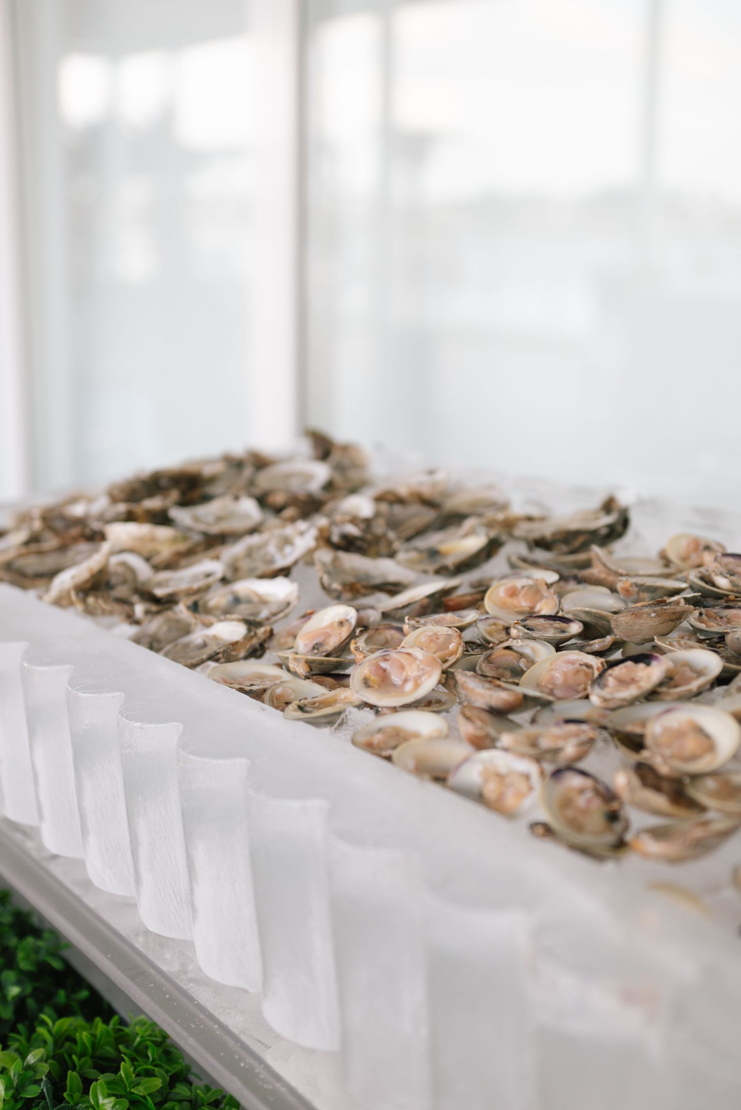 Fresh oysters on ice displayed at elegant wedding reception.