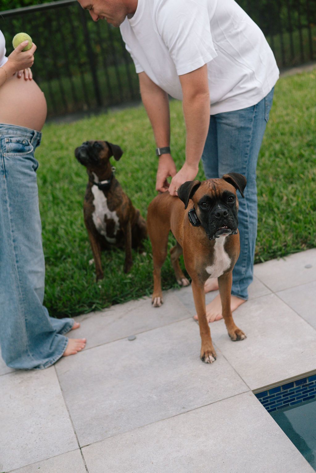 A brown dog stands on pool deck while someone offers it a treat.