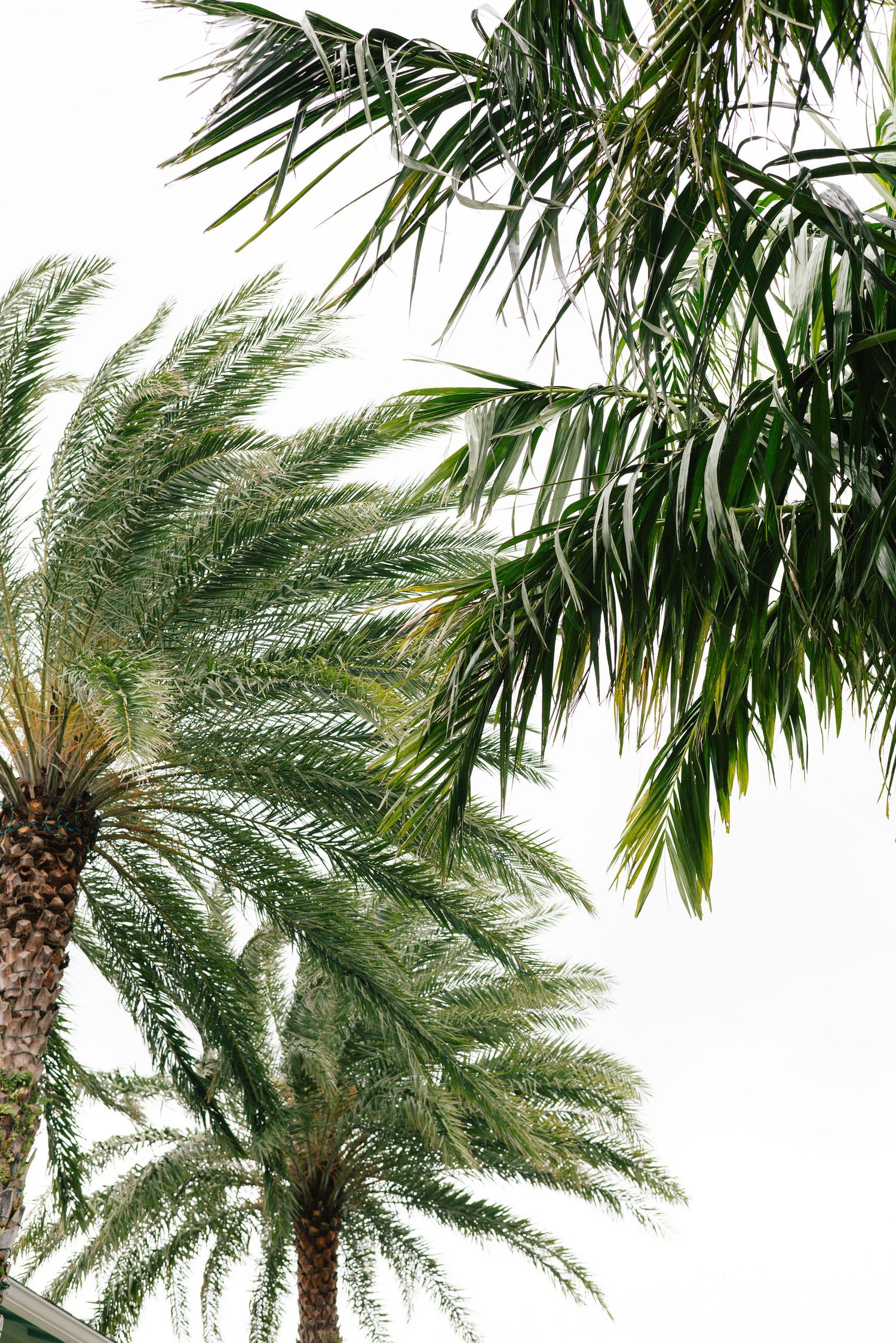 Tropical palm trees sway against bright white sky creating natural ambiance.