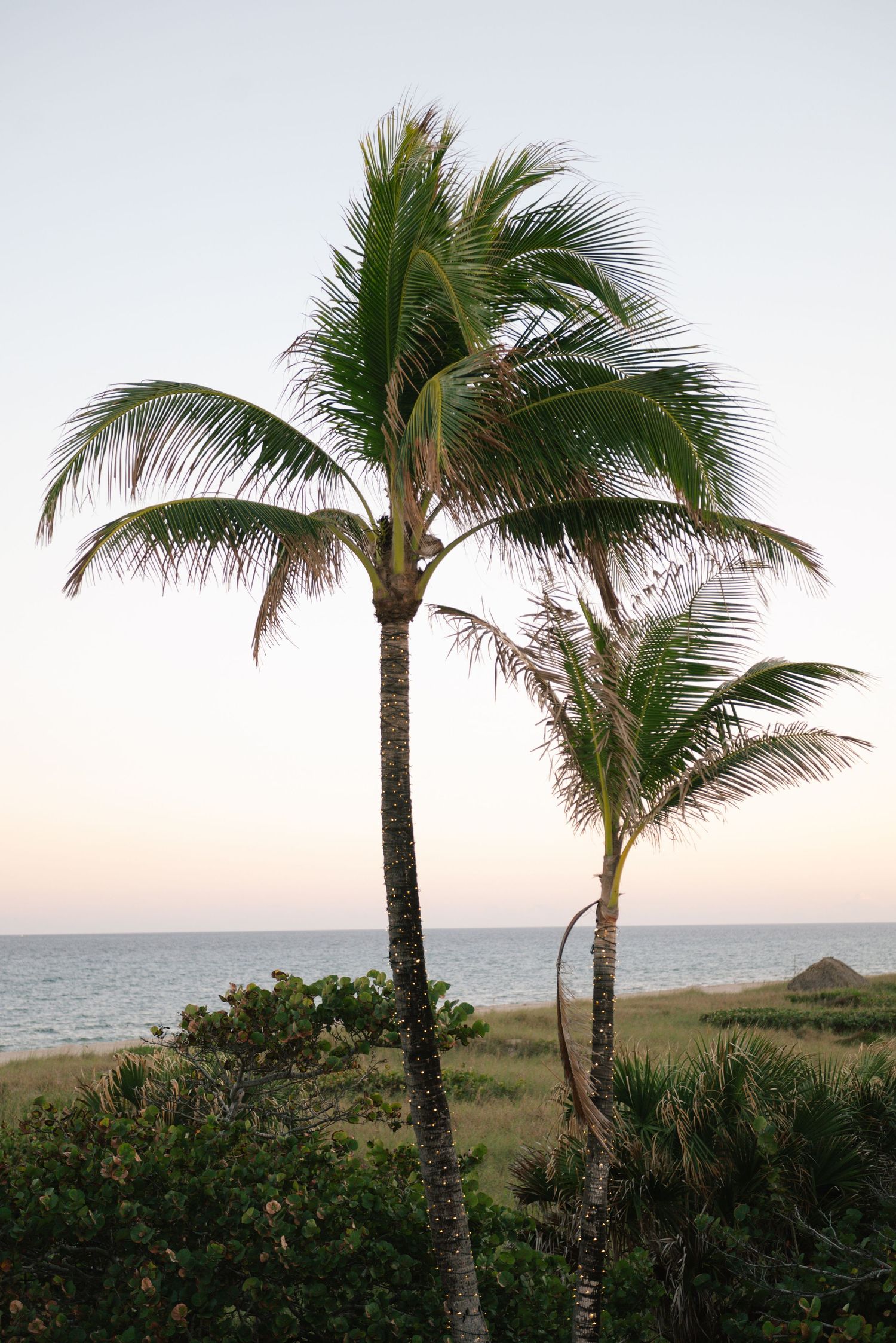 Row of palm trees swaying in the breeze along a tropical coastline at sunset.