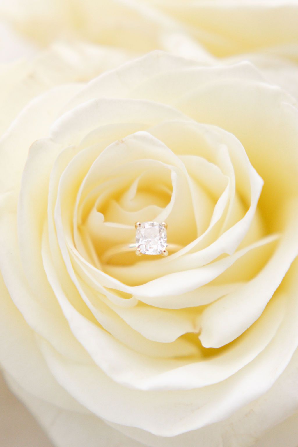 Macro shot of cream colored rose petals with soft focus and dreamy lighting.