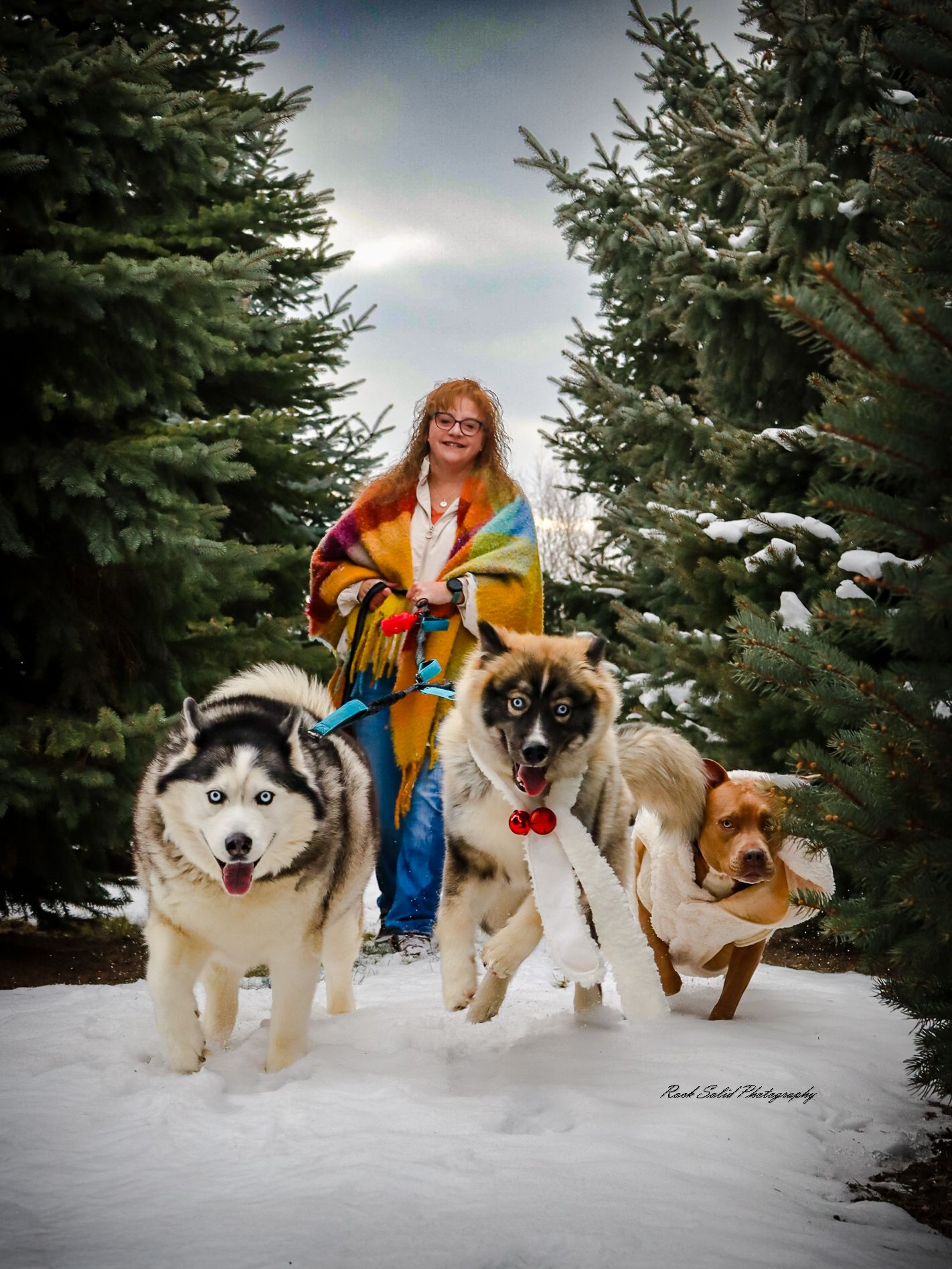 Christmas Fur Baby Photography Session Bay City, Michigan