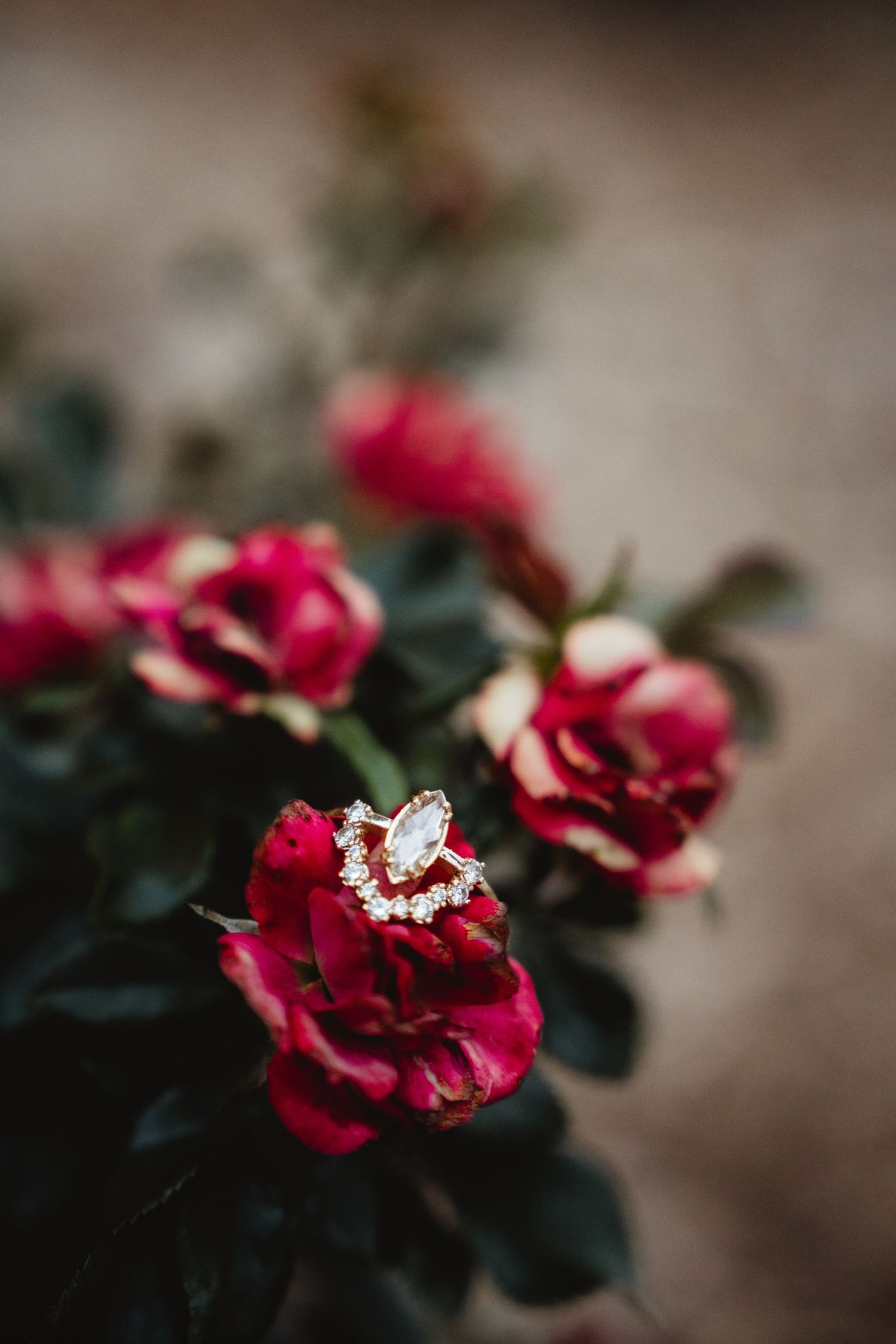 Diamond engagement ring resting on a deep red rose bloom surrounded by lush green foliage.
