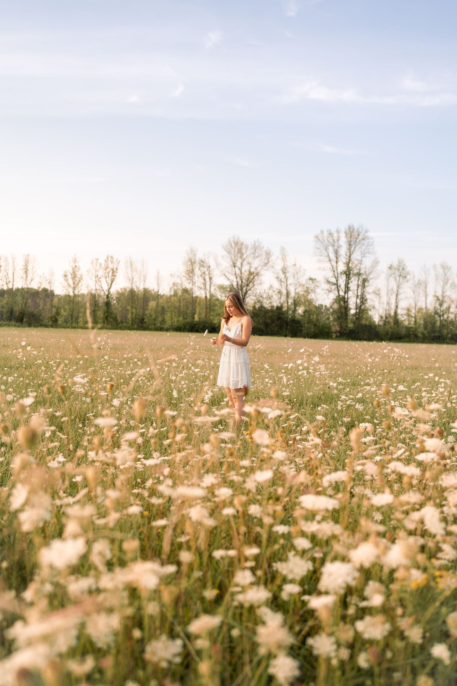 Beautiful field of white wildflowers during golden hour with dreamy natural lighting.