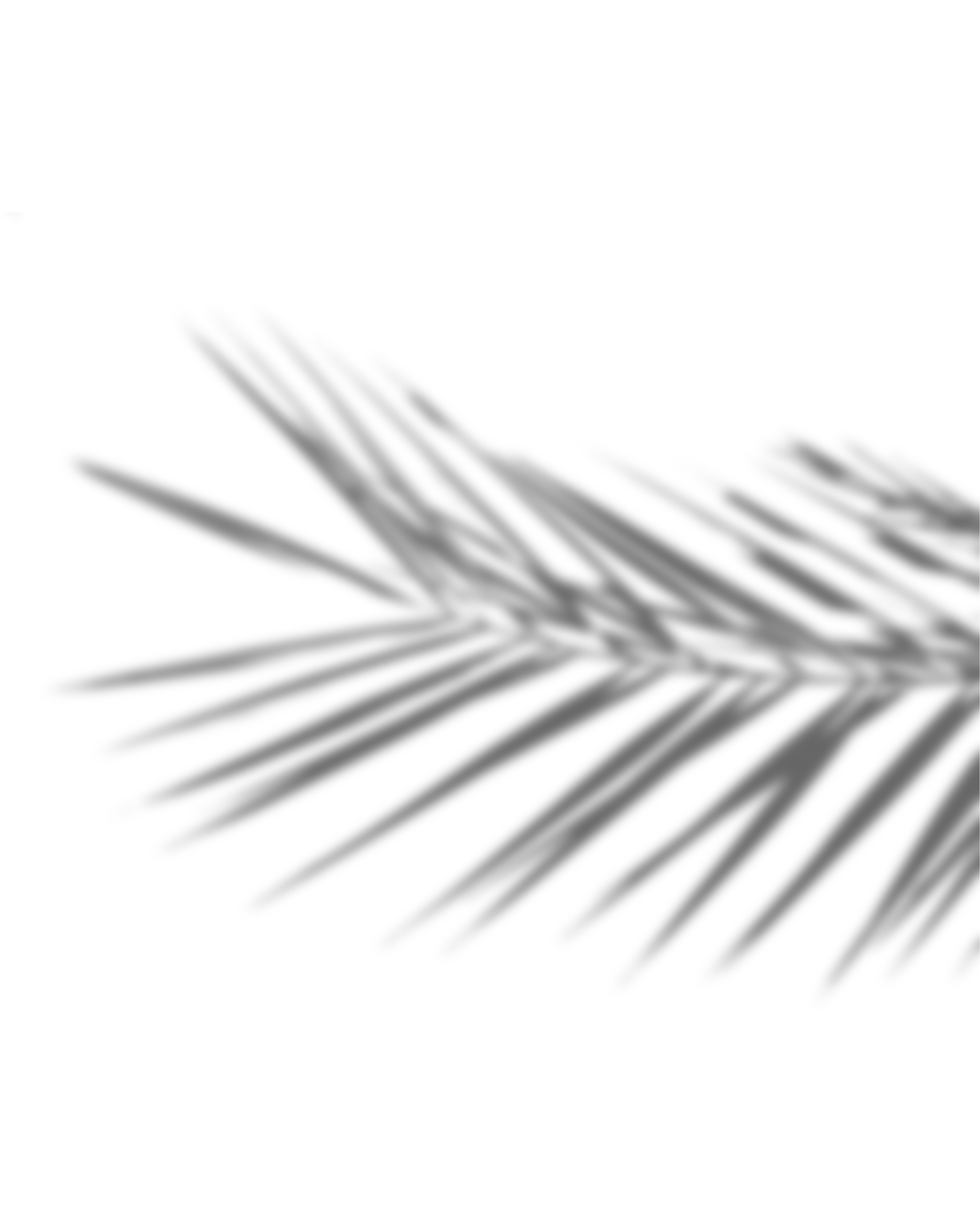 Elegant palm leaf shadow casting geometric patterns on light background.