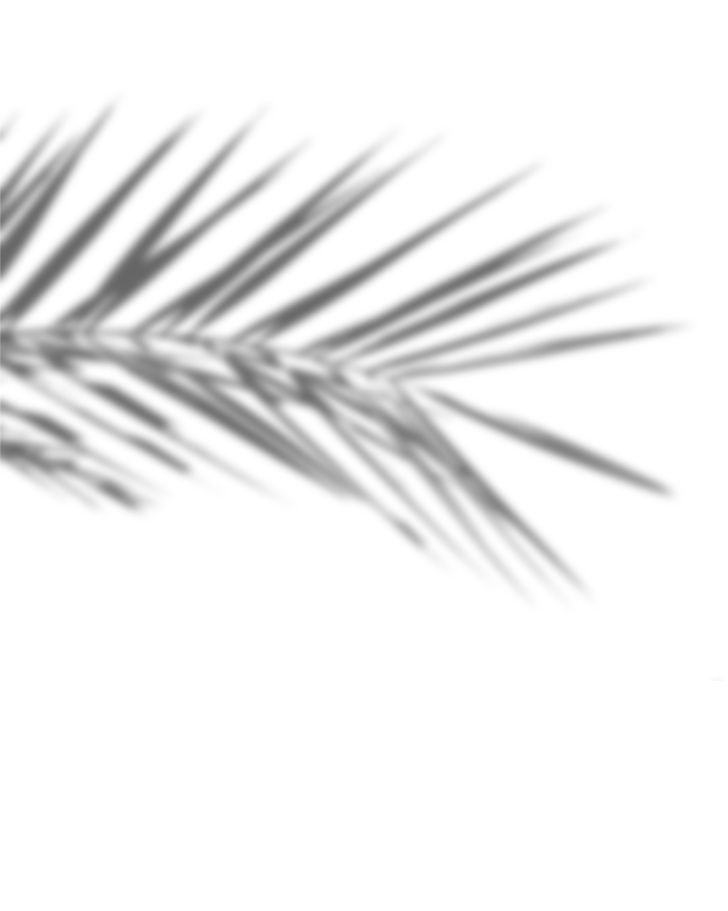 Shadow of palm fronds creating delicate patterns on white surface.