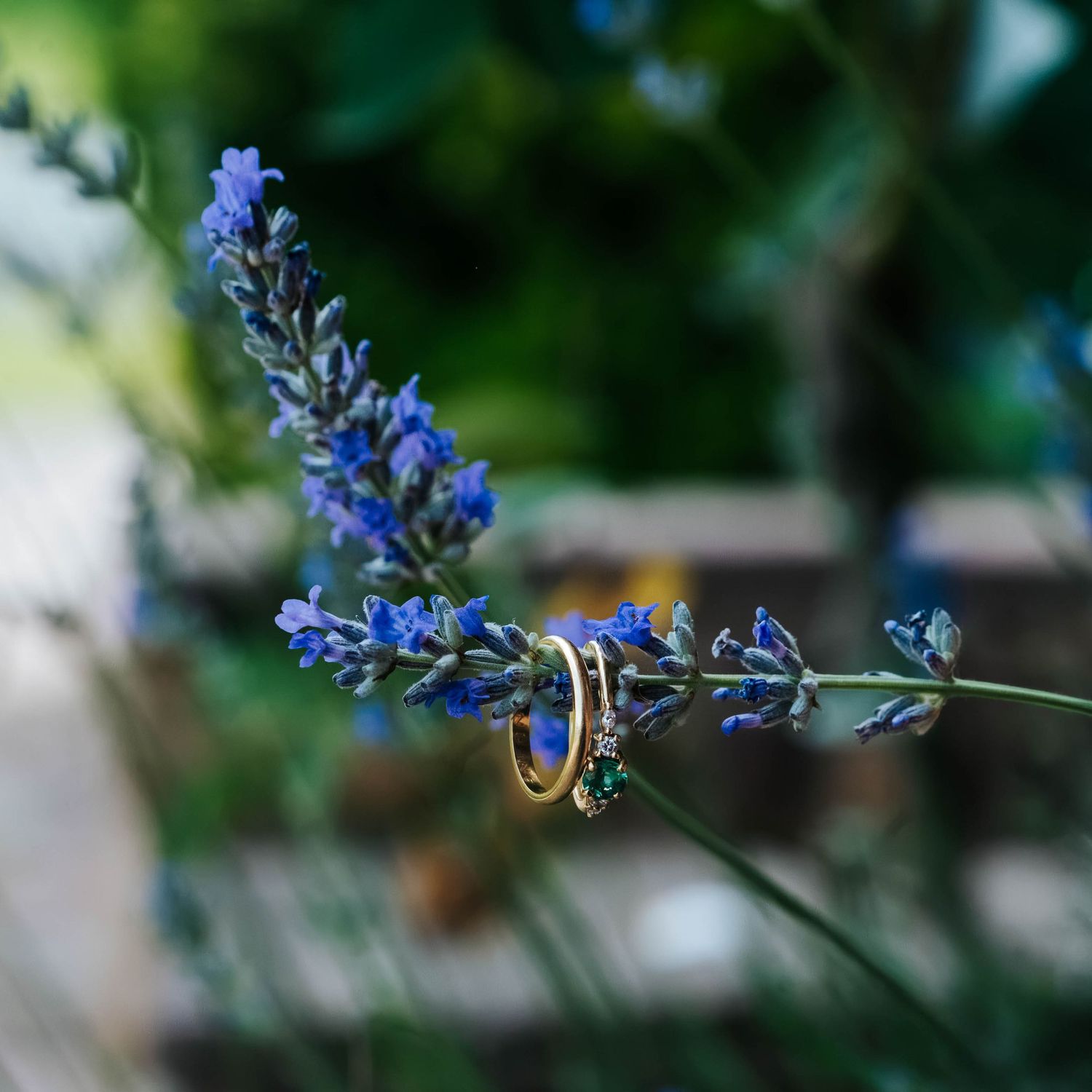Gold wedding rings resting on purple lavender flowers with a blurred green garden background.