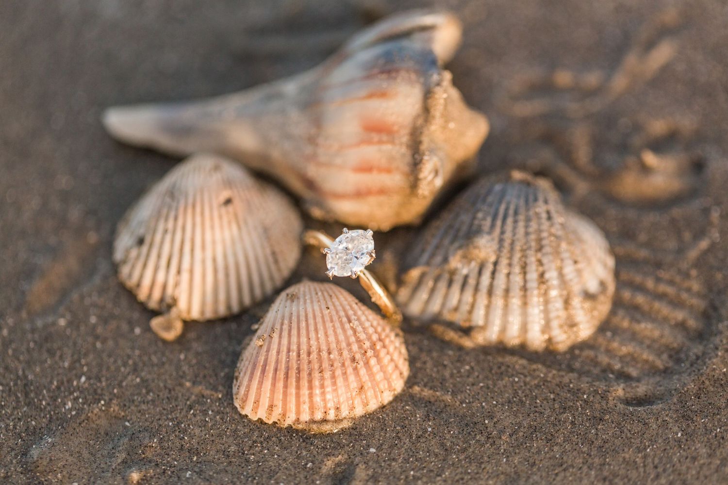 Collection of seashells arranged on dark sandy beach.