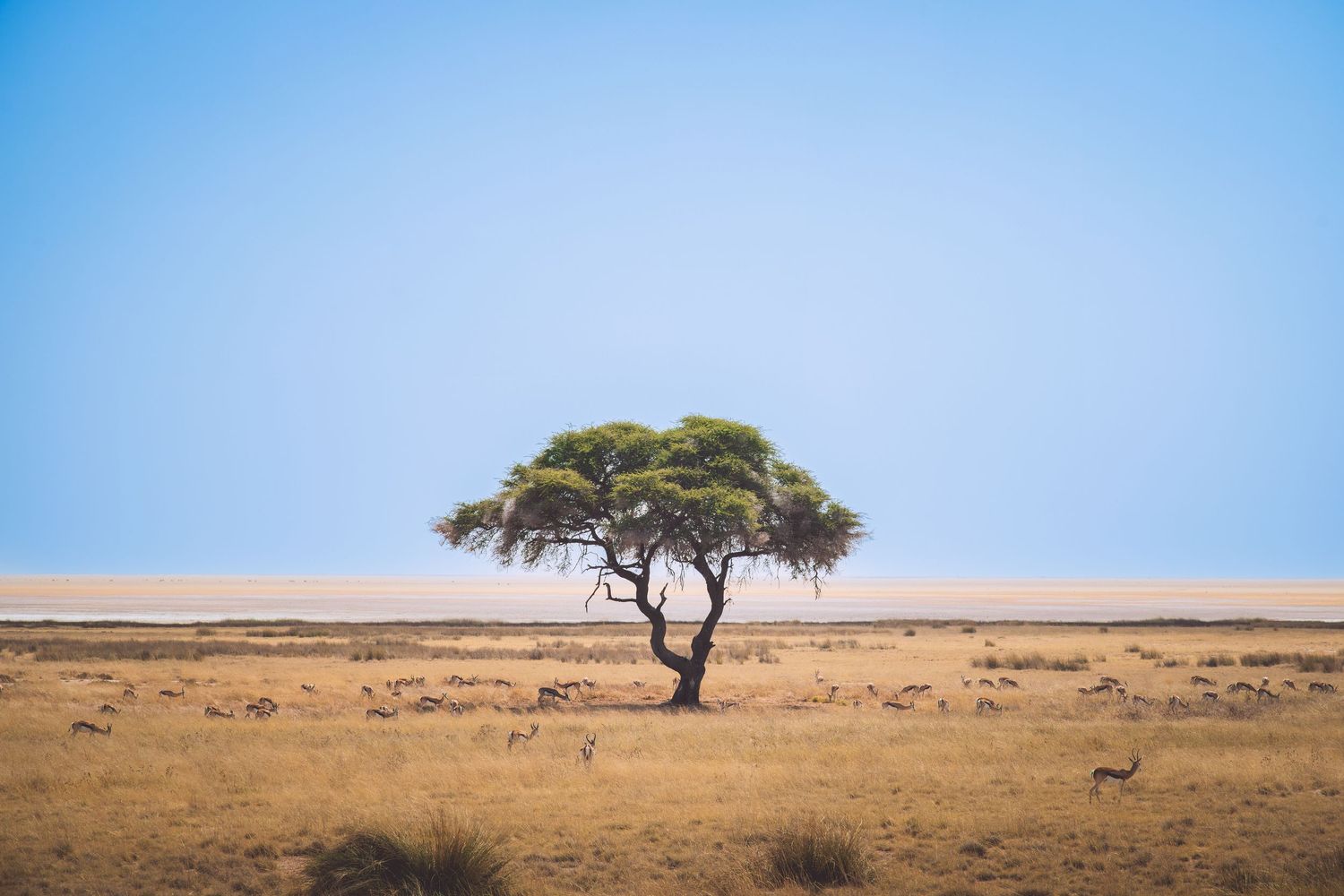 A lone acacia tree stands in the golden savanna of Etosha National Park with grazing animals and clear blue sky.