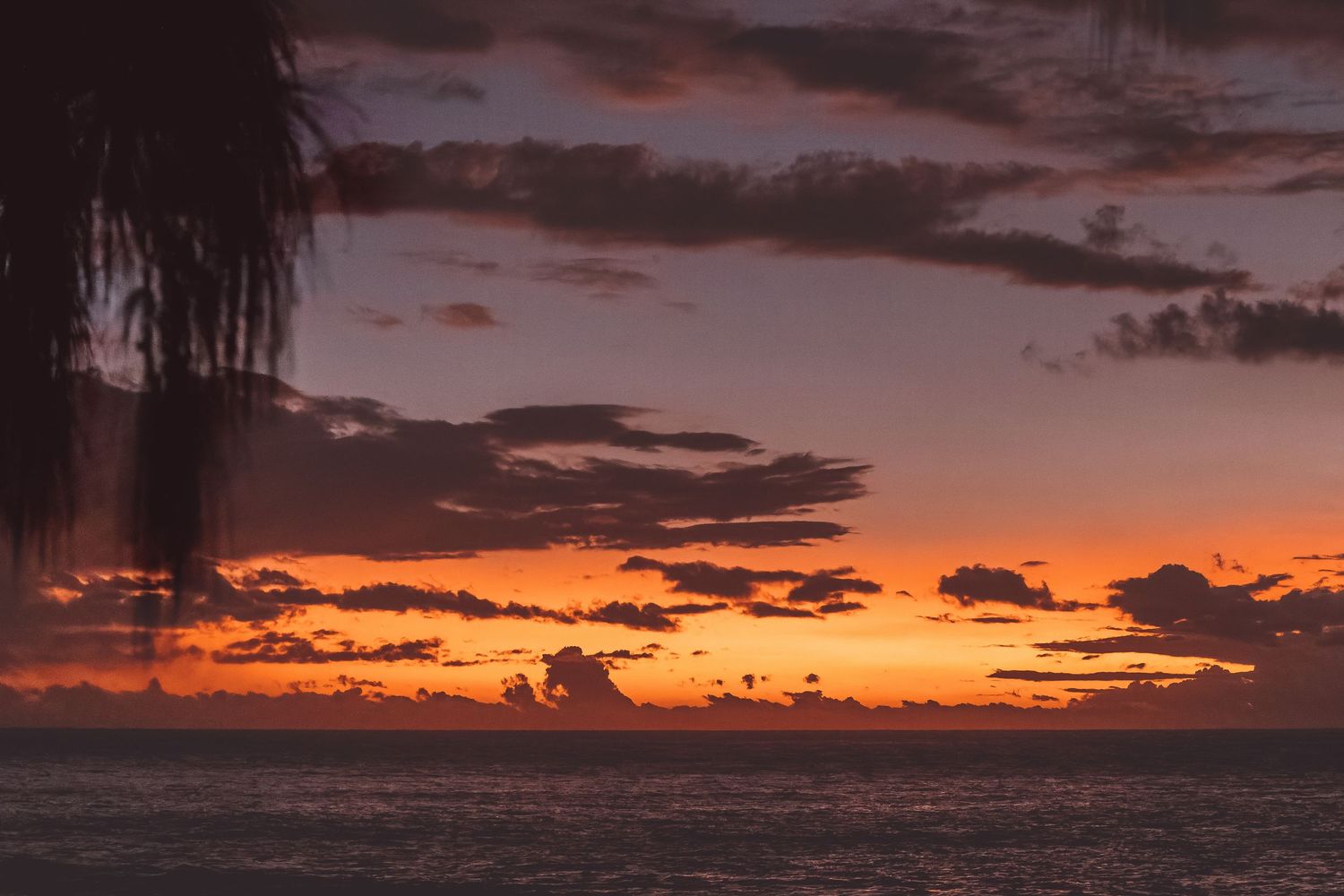 Dramatic orange sunset over ocean horizon with silhouetted palm tree and wispy clouds in Reunion island.