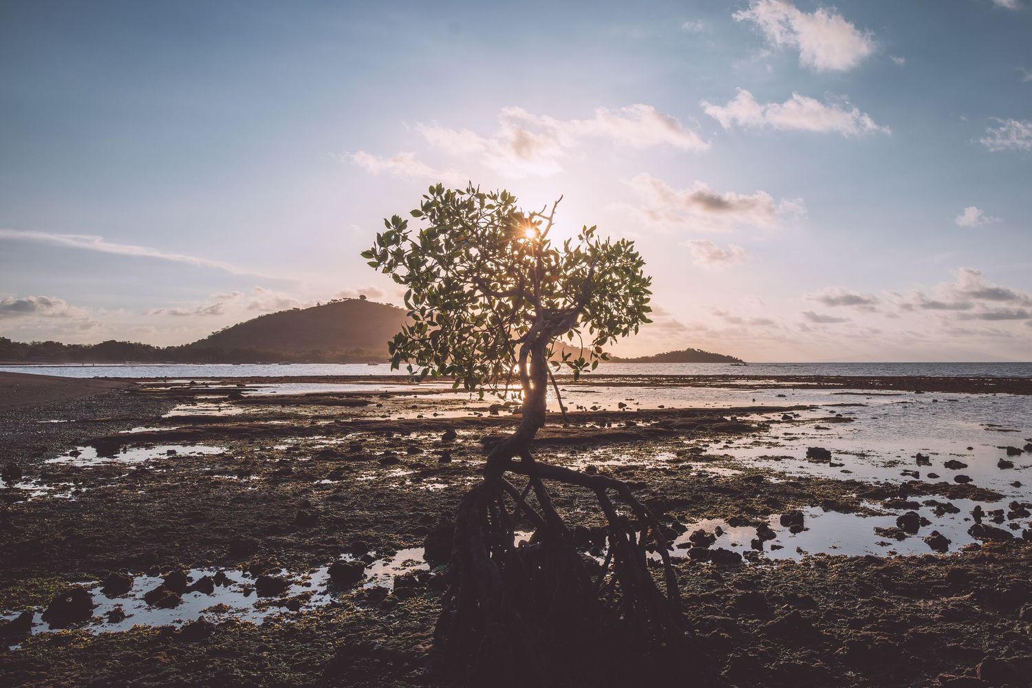 Lone mangrove tree stands in shallow water during low tide with mountains in the background in Bali, Indonesia.