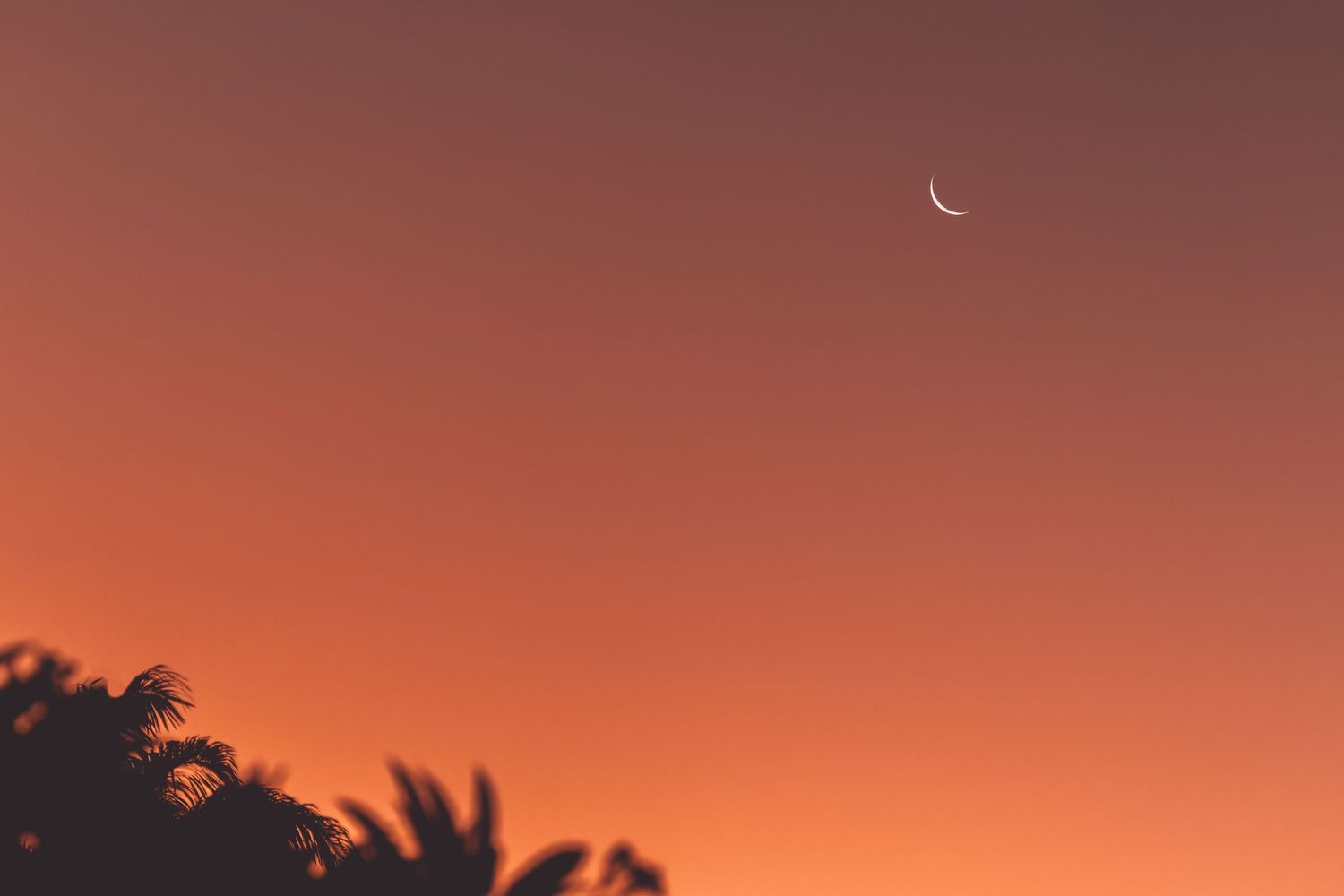 Crescent moon in coral-colored sky with palm tree silhouettes at dusk in Reunion island.
