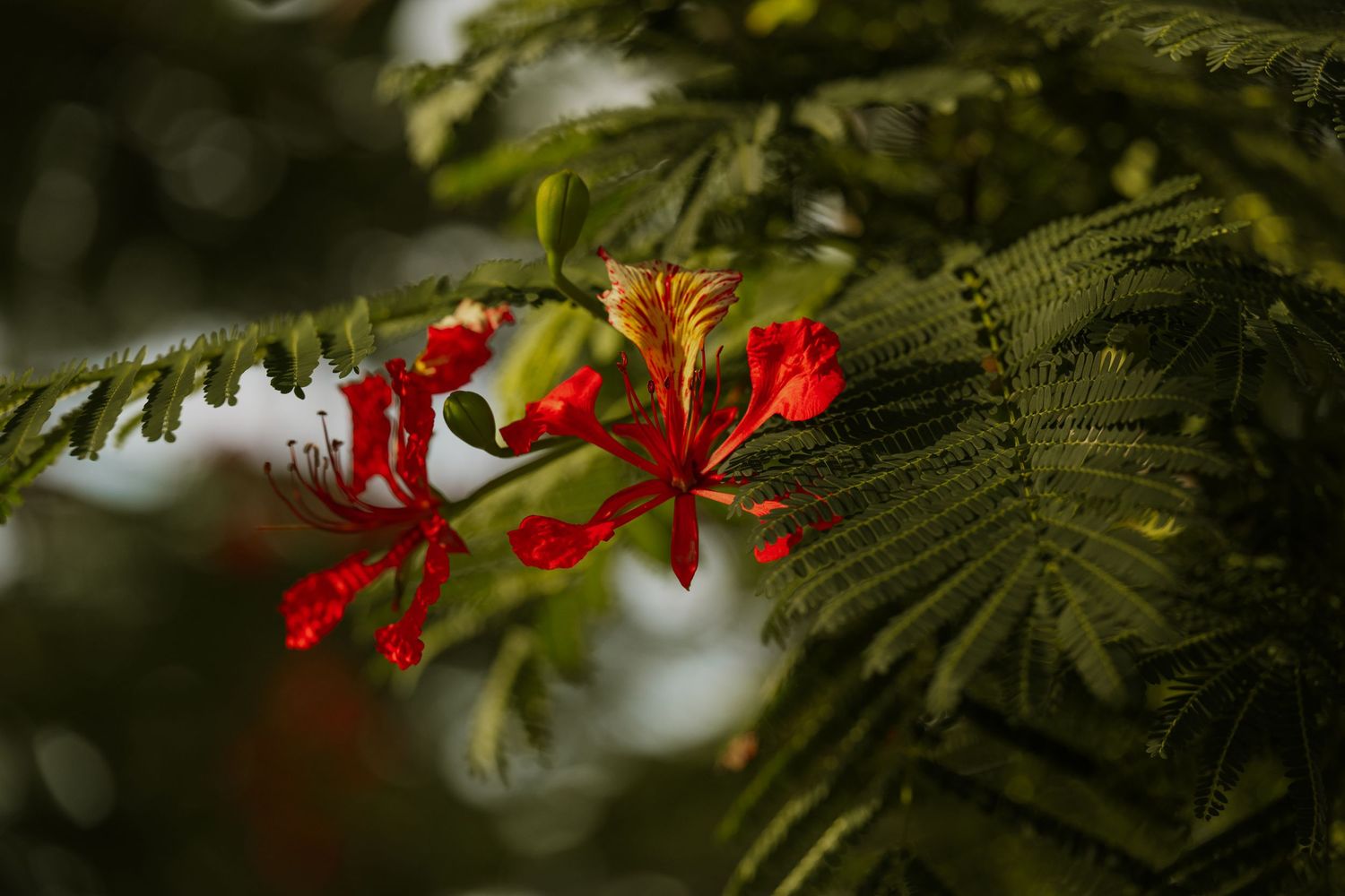 Close-up of red tropical flowers among green foliage.