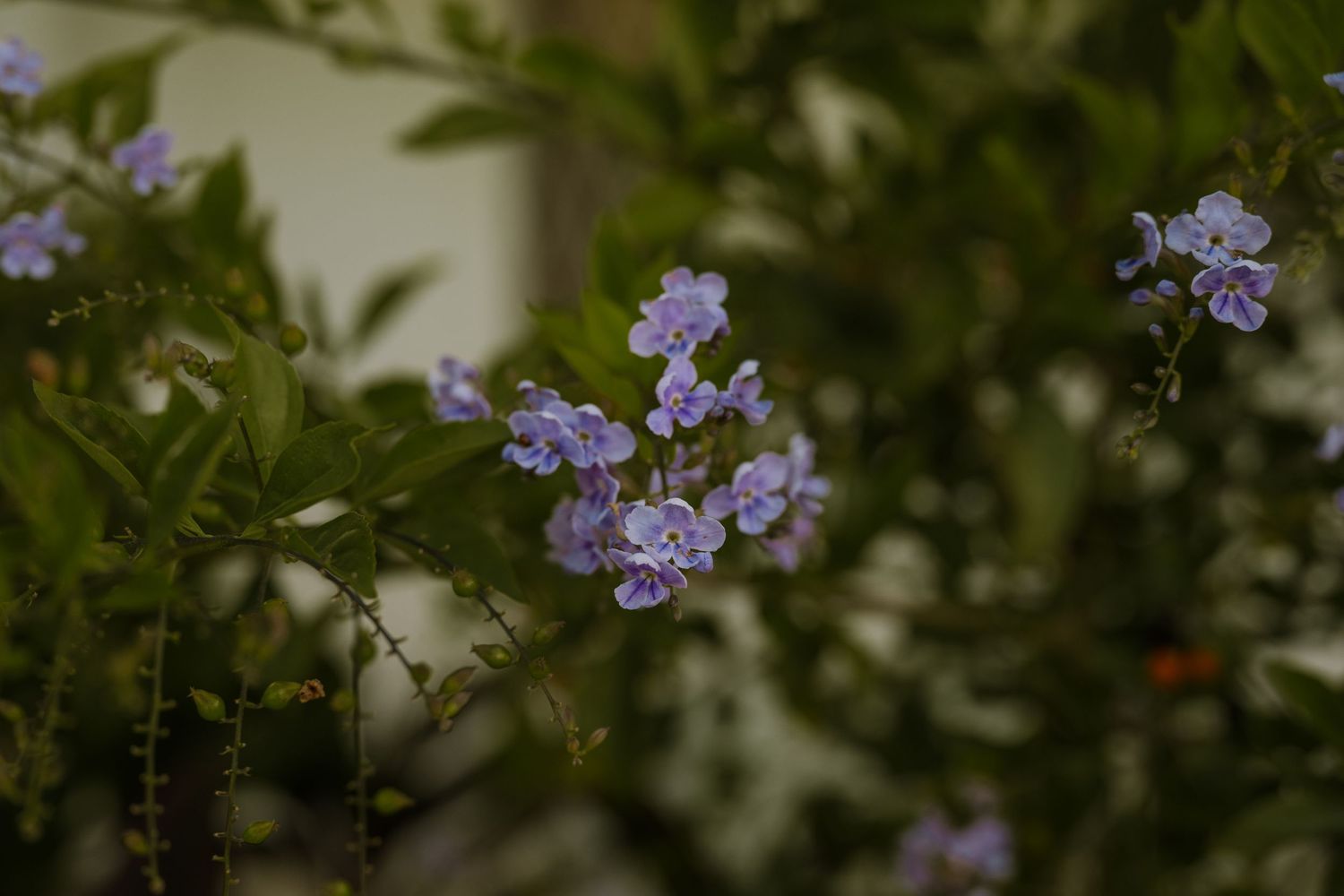 Delicate purple flowers blooming among green leaves in soft focus.