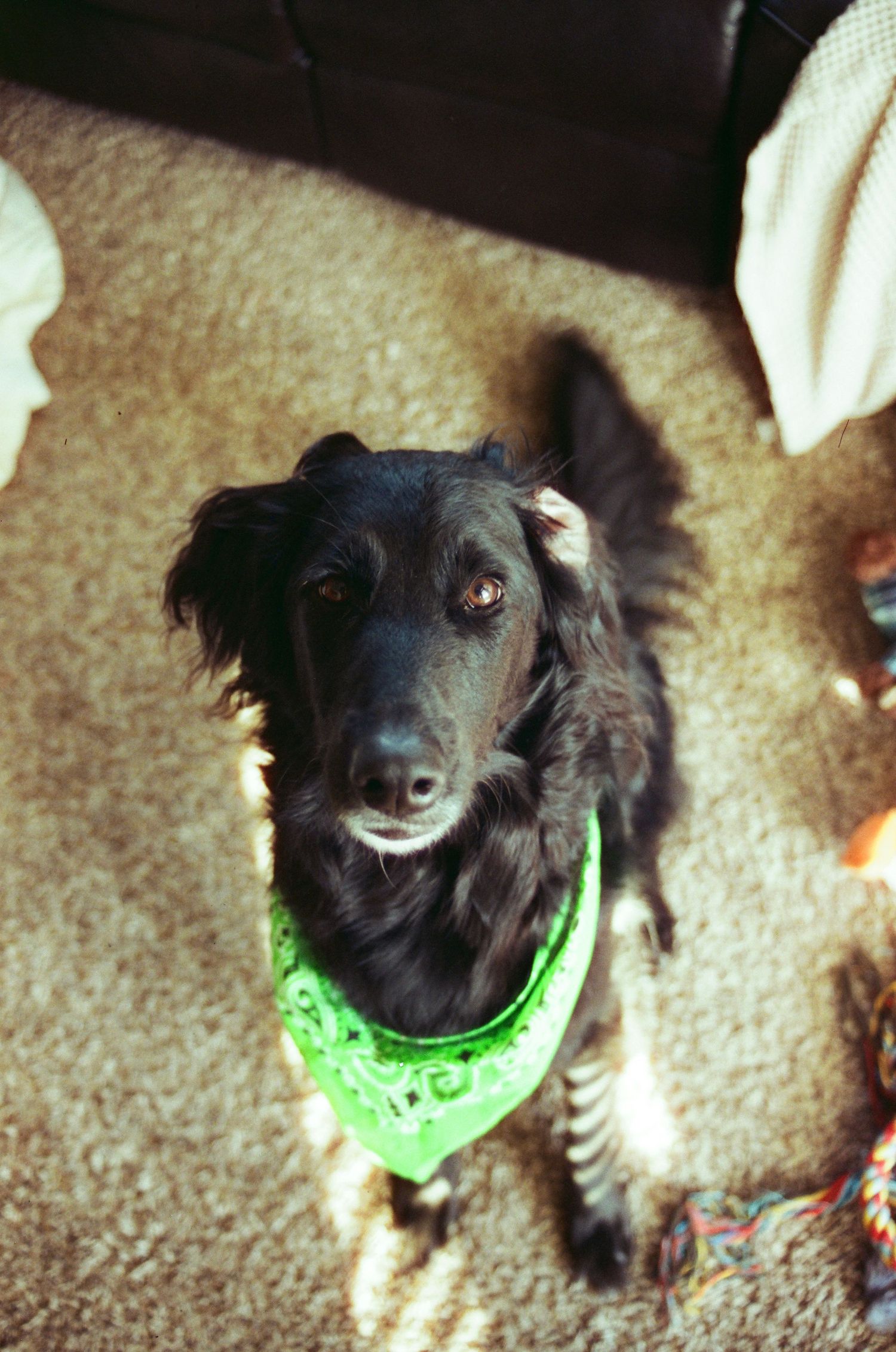 Black dog wearing a bright green bandana poses for multiple close-up shots on carpet.