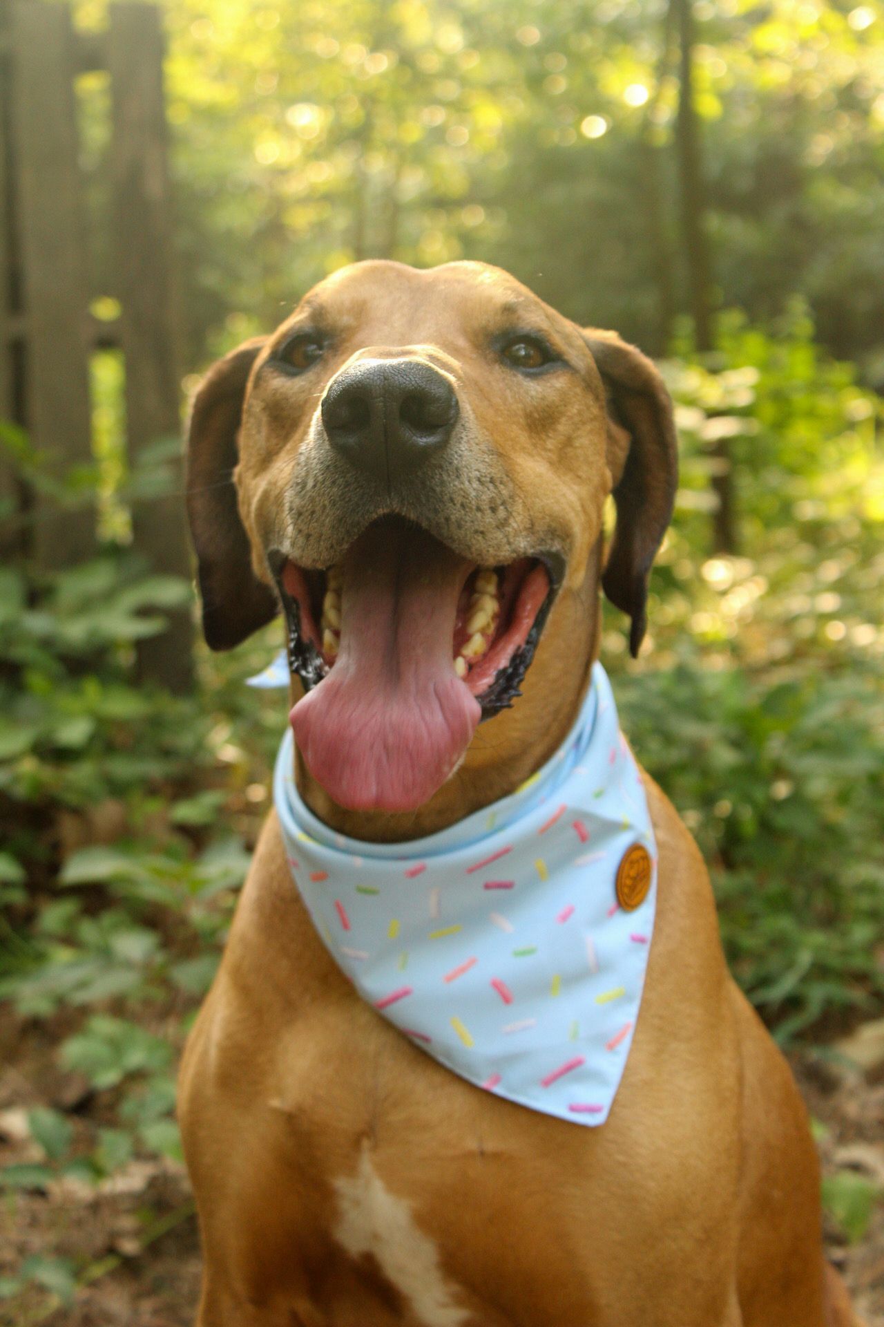 Happy Great Dane dog wearing a colorful sprinkle-print bandana sitting in a sunlit forest.