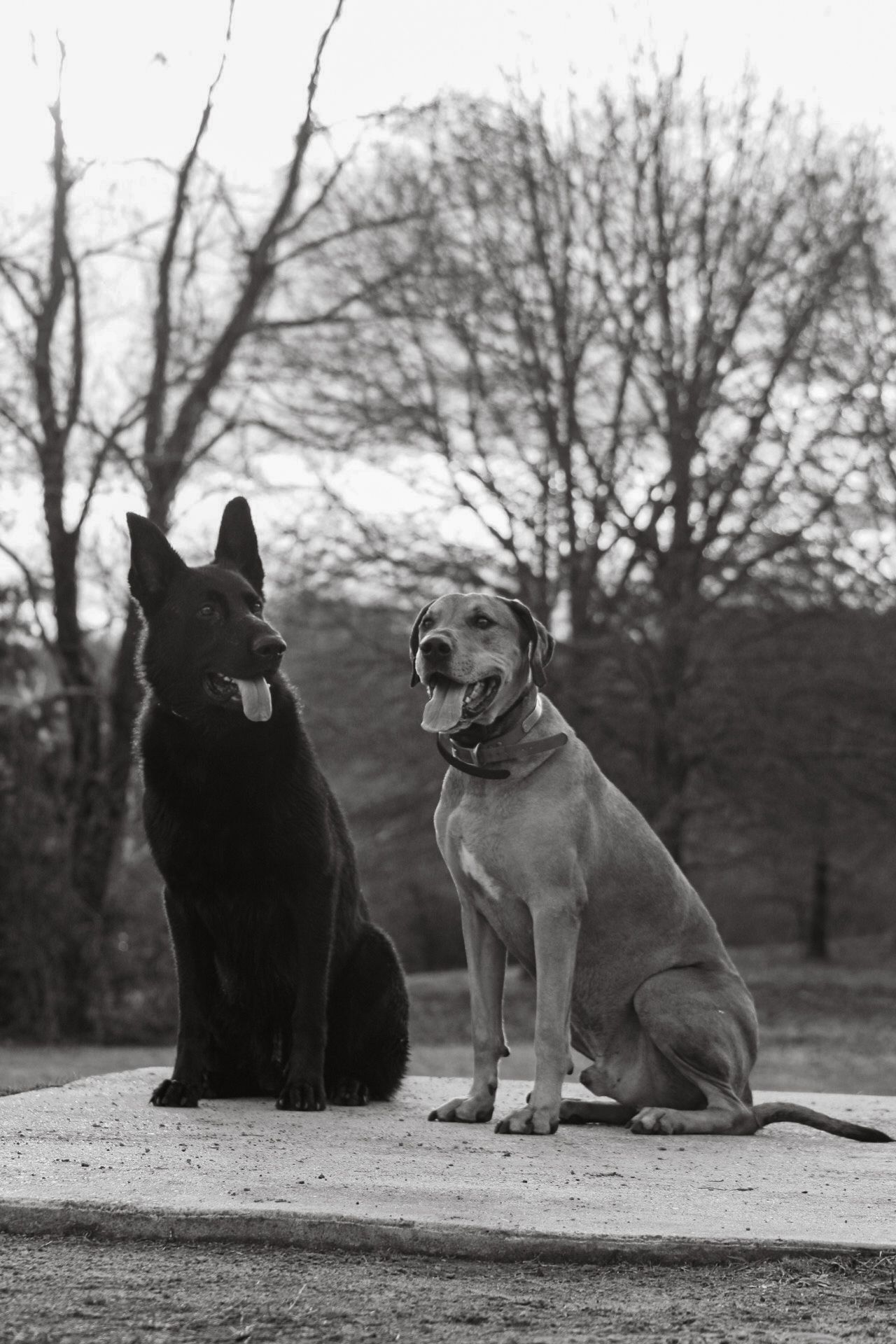 Two dogs, a black German Shepherd and a tan Great Dane, sit together in a black and white park photo.