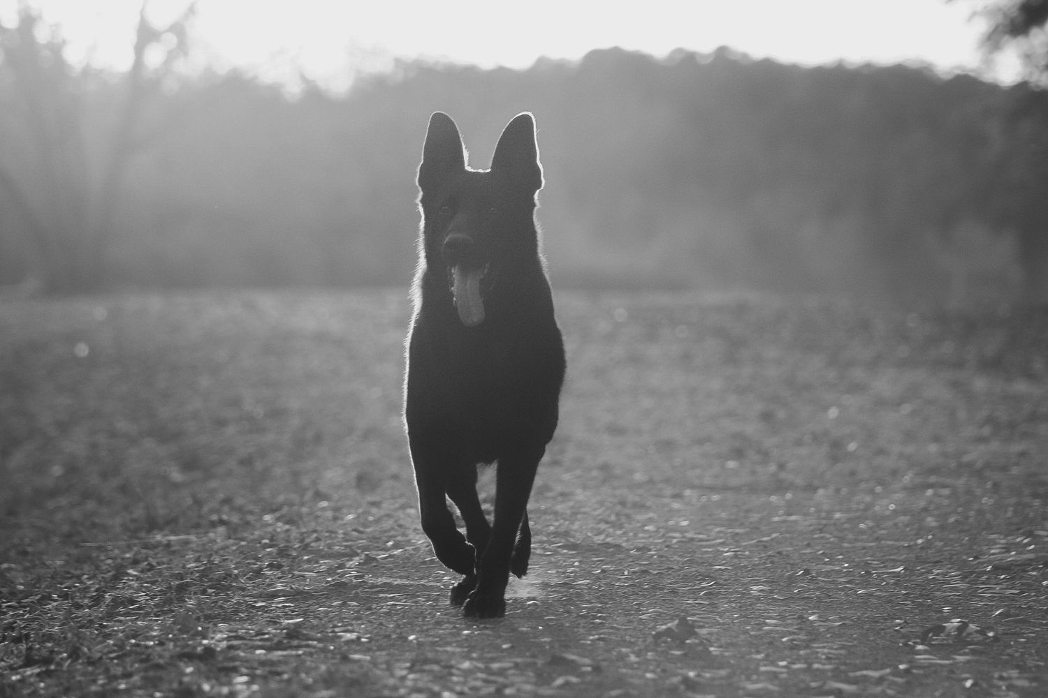 Black and white photo of a German Shepherd dog running on a dirt path.