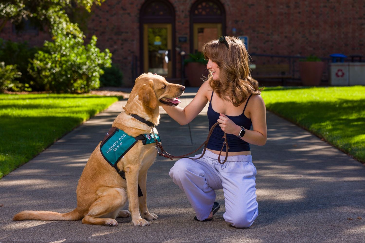 Golden retriever performs sit and stay training commands on outdoor path with trainer during sunny day.