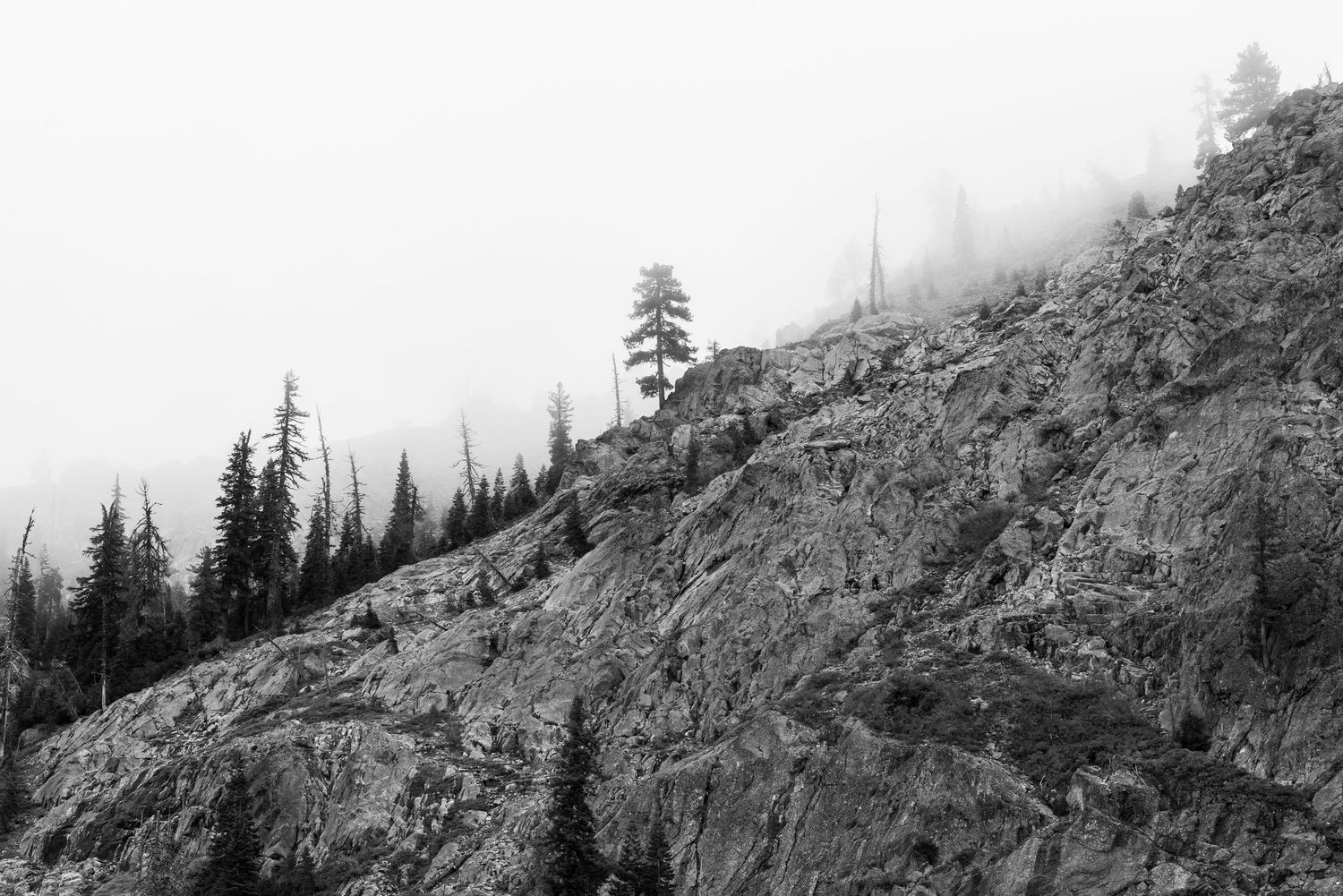 A panoramic black and white view of a mountainous forest landscape with evergreen trees dotting the rugged terrain.