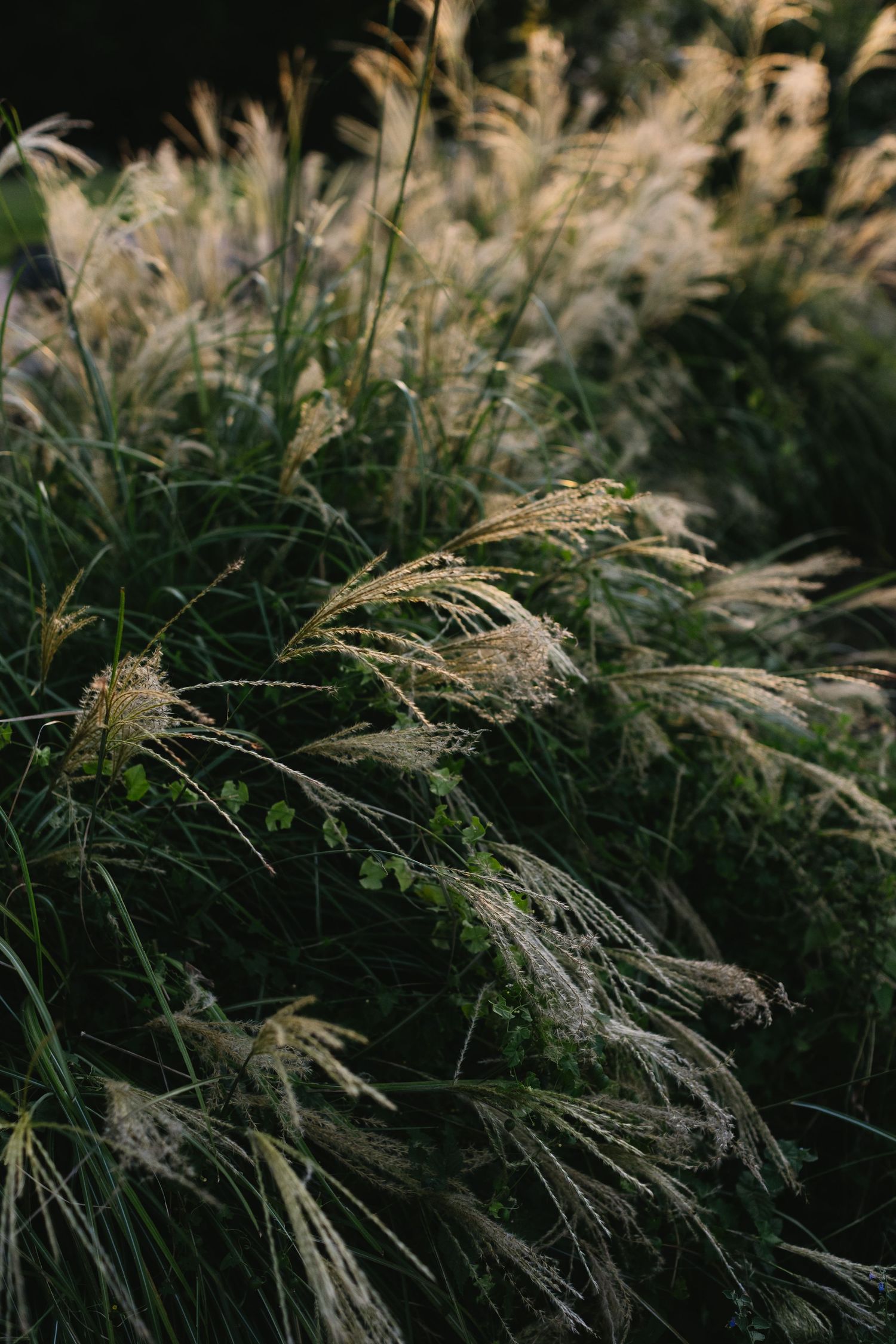 Delicate ornamental grasses sway in the breeze against a dark natural background.