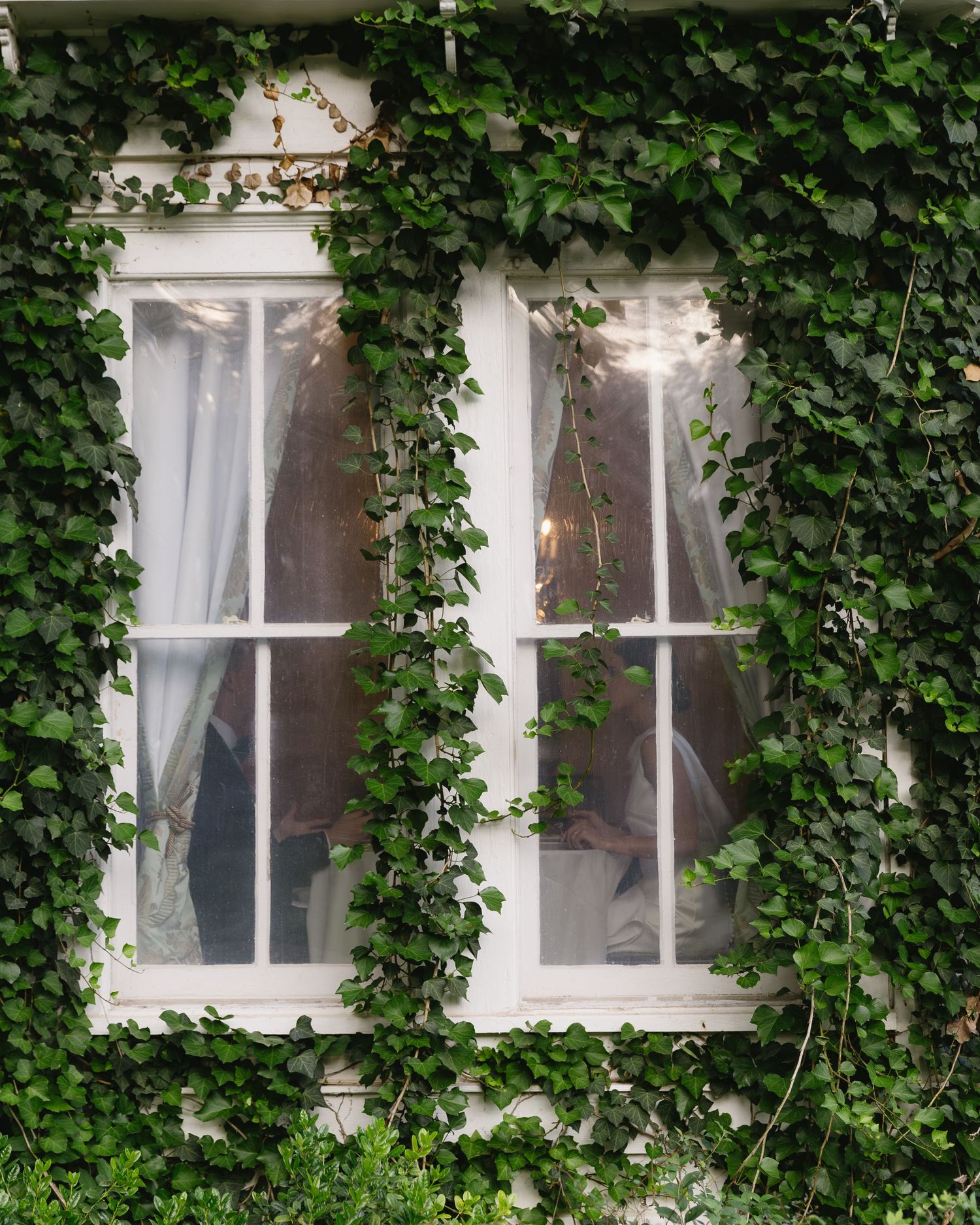 Two white-framed windows covered in lush green ivy on a building exterior.