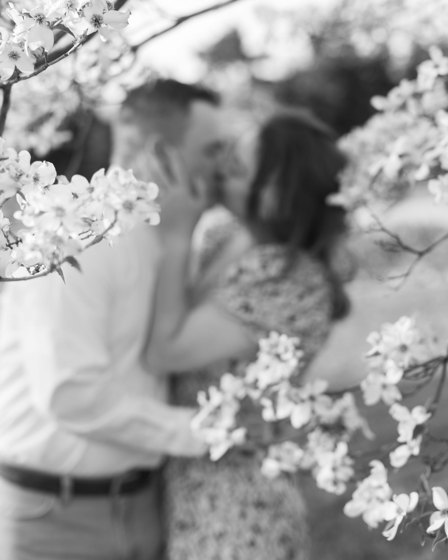 Black and white photograph featuring delicate cherry blossoms in soft focus.