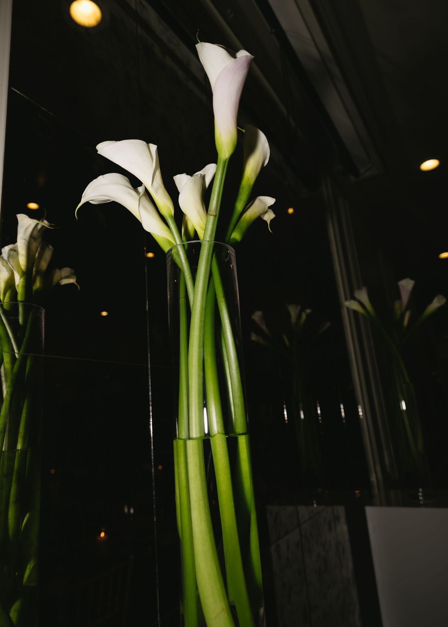 White calla lilies in tall glass vases against dark background.