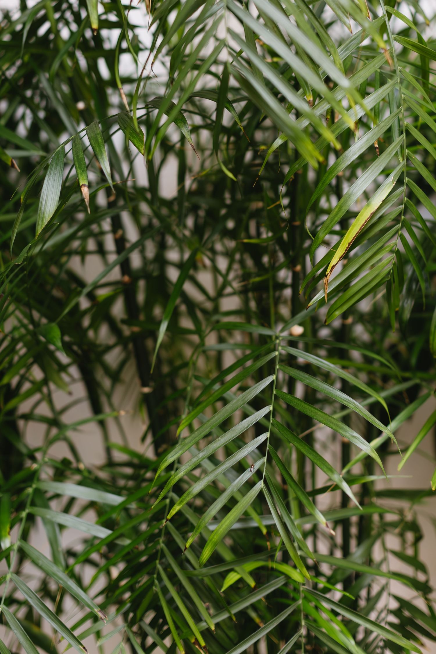 Lush green tropical palm fronds and bamboo leaves create a natural backdrop.