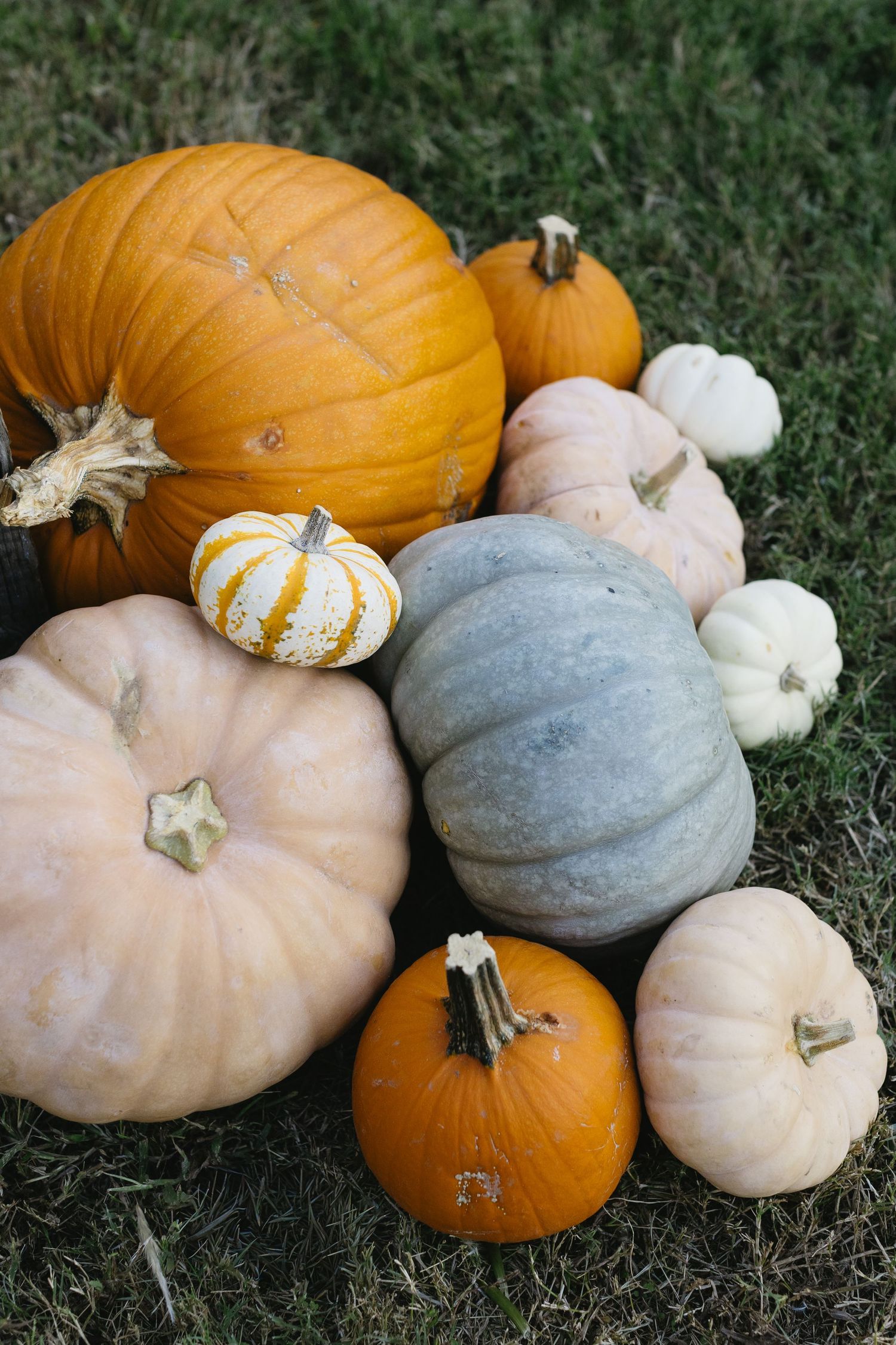 Collection of orange, white, and blue-grey pumpkins arranged on grass.
