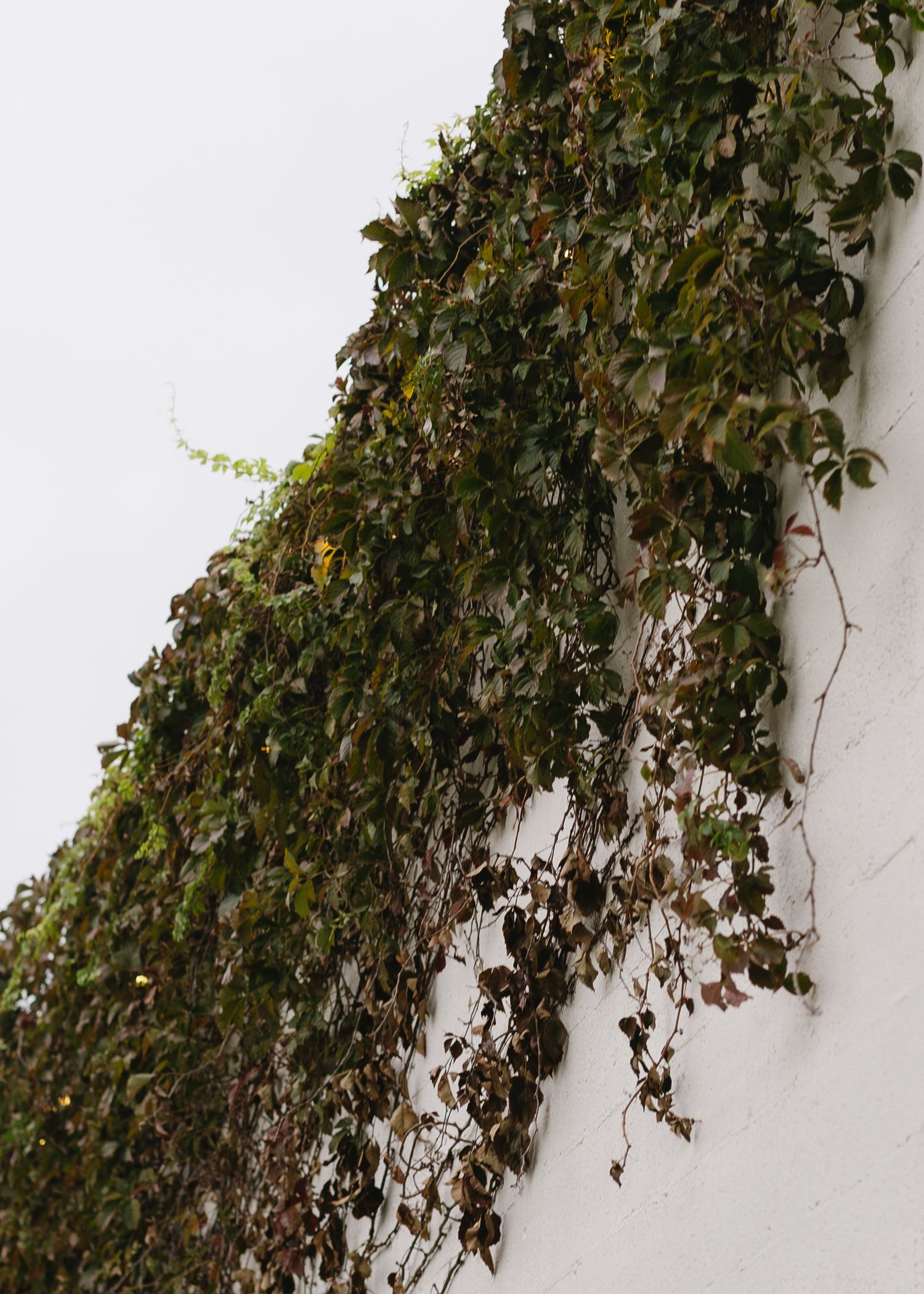 Lush green ivy cascades down a white wall creating a natural curtain effect.