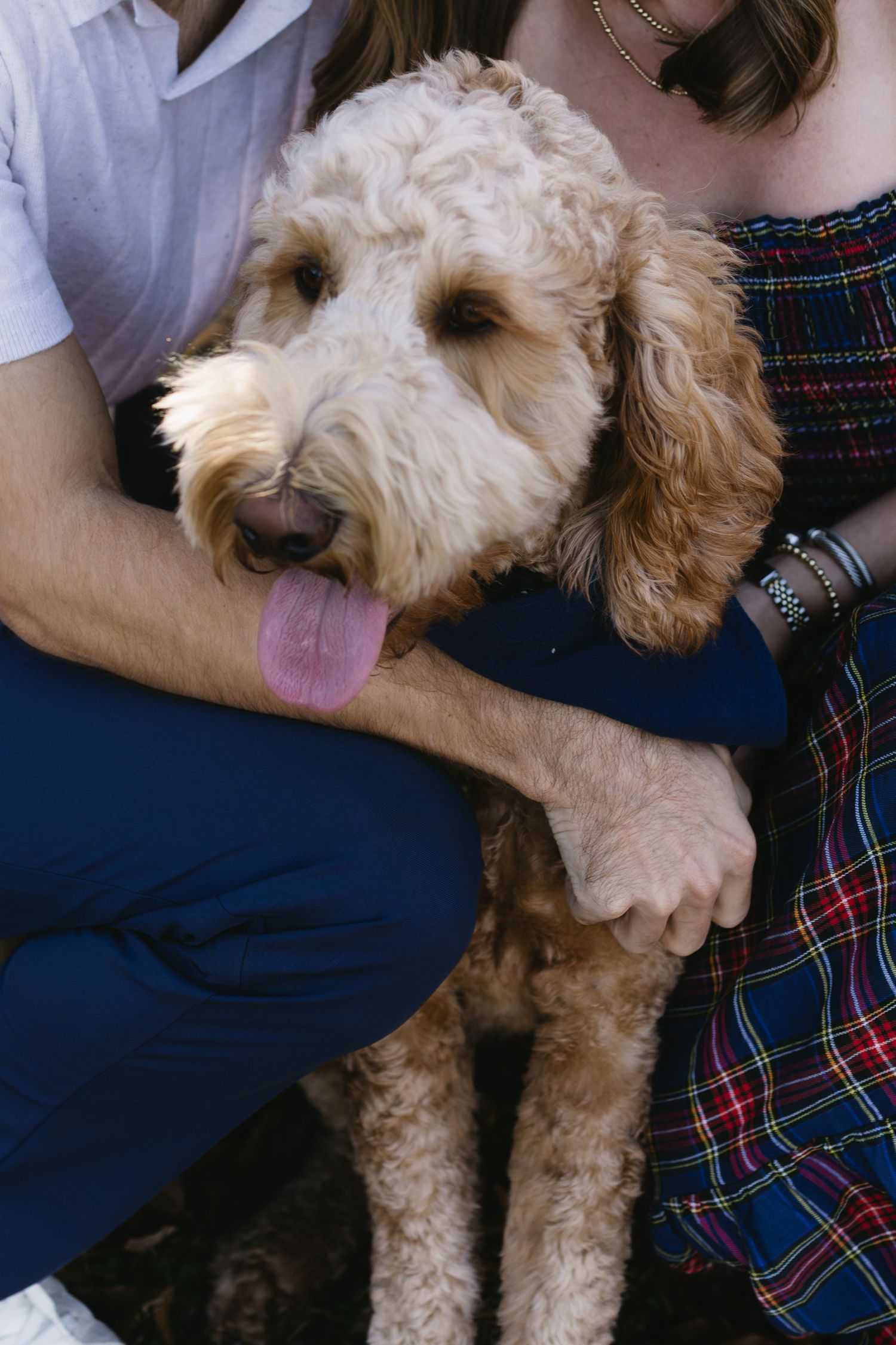 A fluffy goldendoodle dog with curly fur sits on someone's lap wearing a plaid shirt.