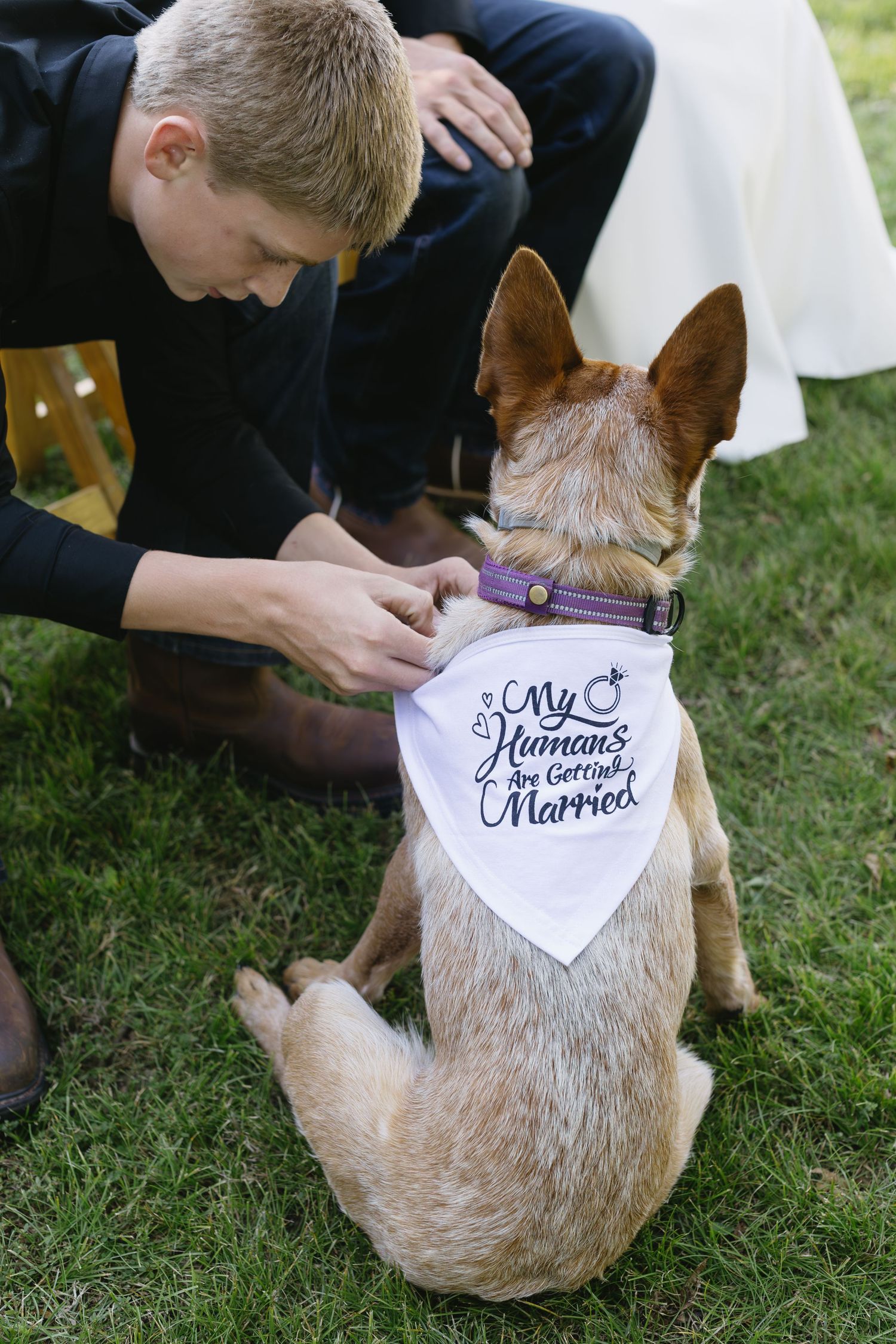 A dog wearing a white bandana that says 'My humans are getting married' sits on grass while someone adjusts their collar.