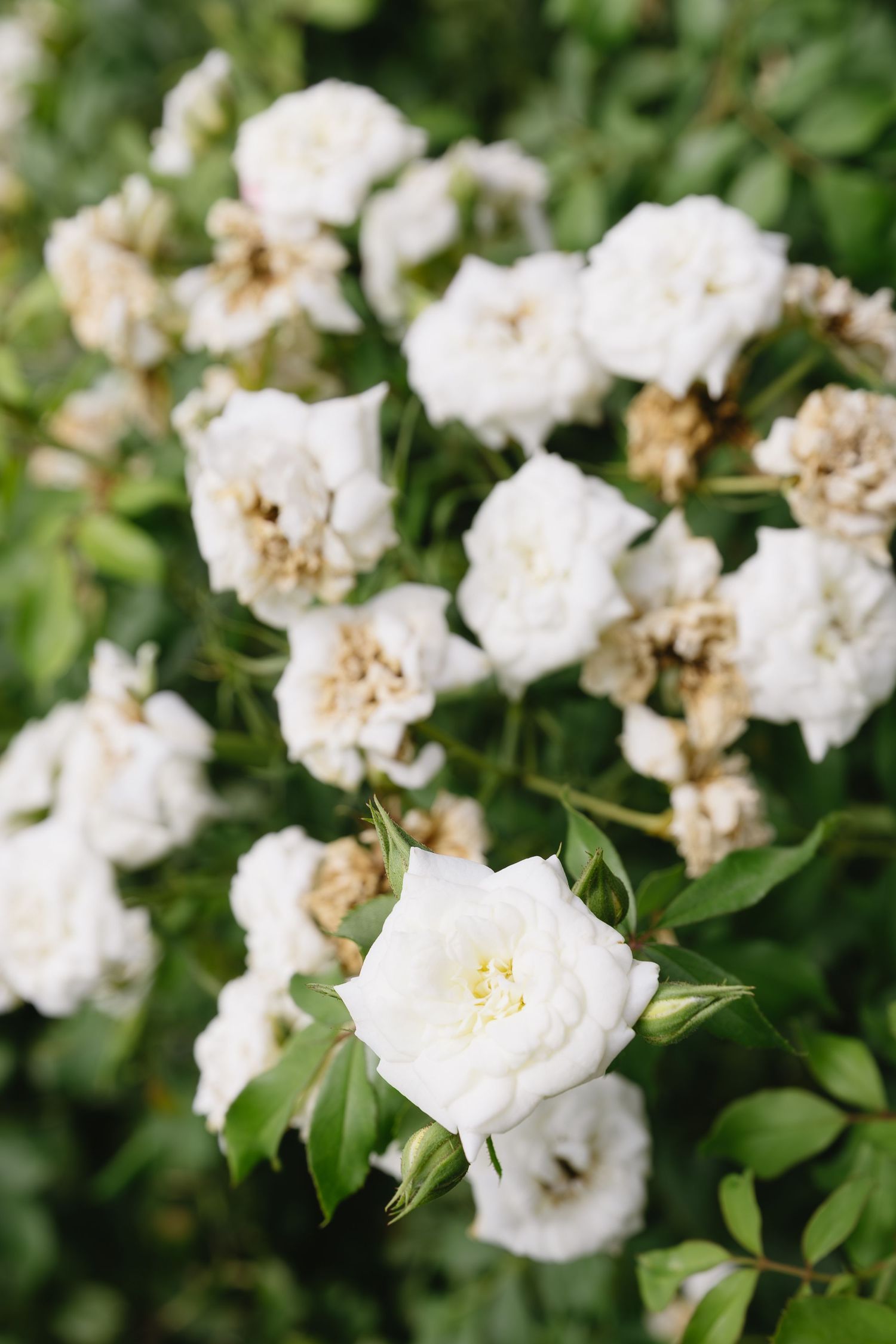 White roses in full bloom with delicate petals against lush green foliage.
