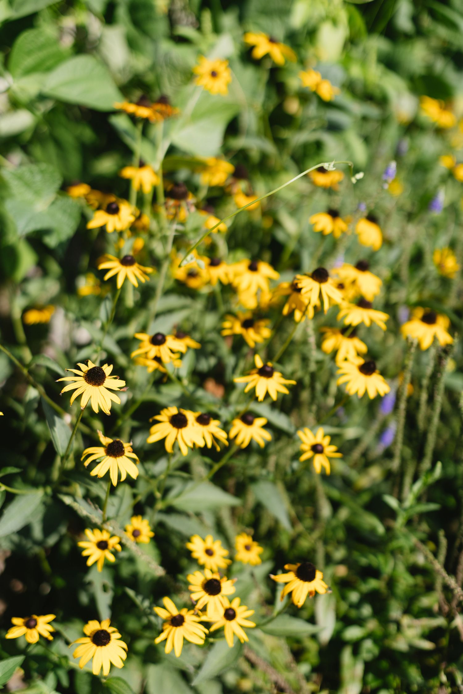 Yellow black-eyed susan flowers blooming in a lush garden setting with green foliage.