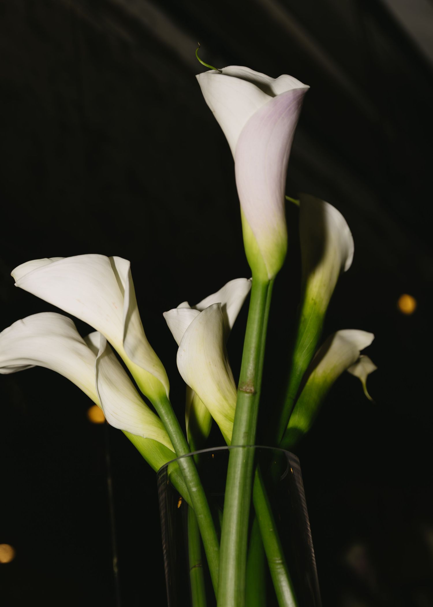 White calla lilies arranged against a dark background with soft lighting.