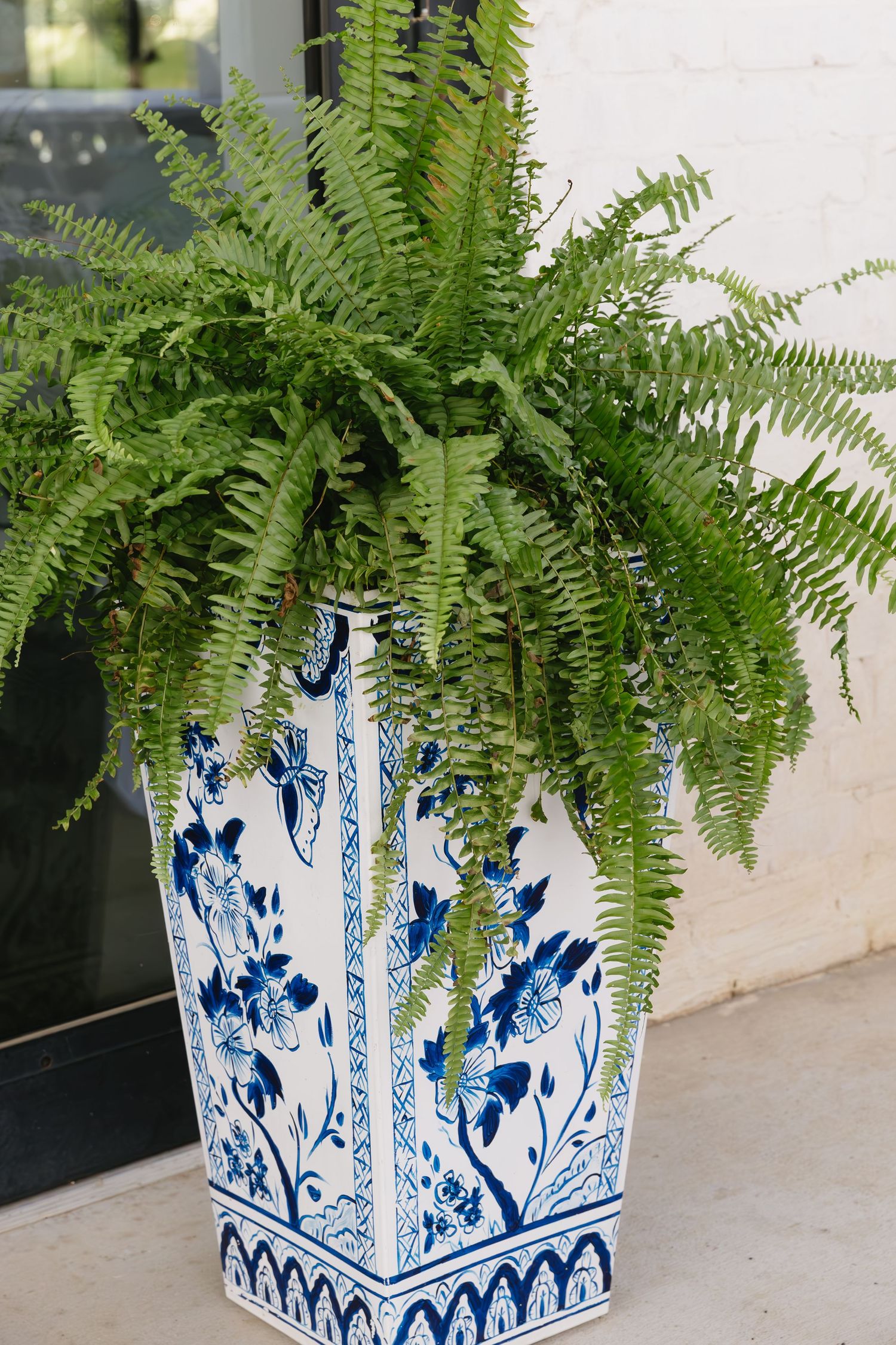 Blue and white decorative ceramic planter with flourishing green fern leaves.