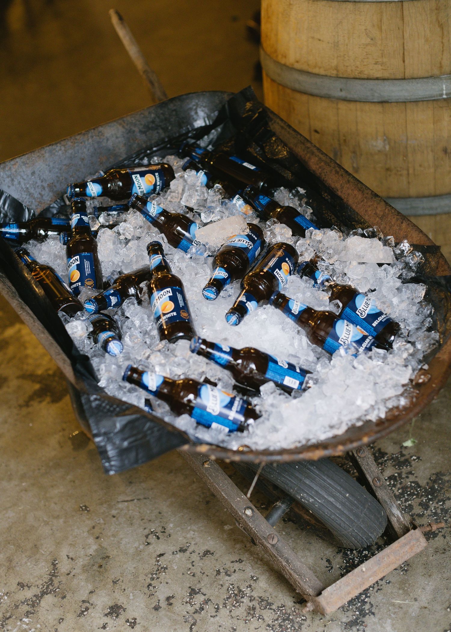 Beer bottles chilling in ice inside a rustic wheelbarrow at an outdoor event.