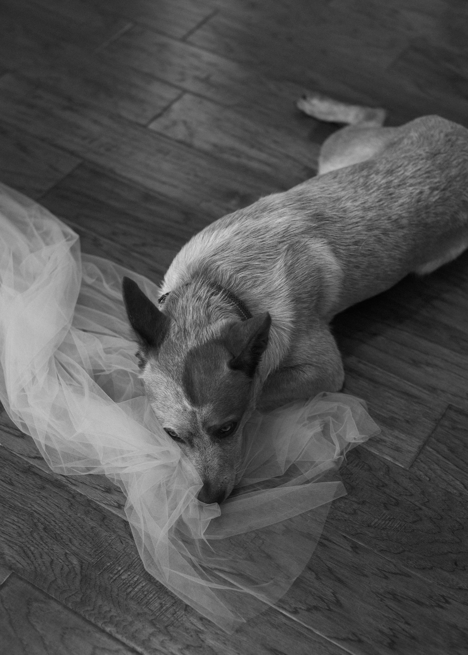 Gray cat playfully wrapped in white tulle fabric on hardwood floor.