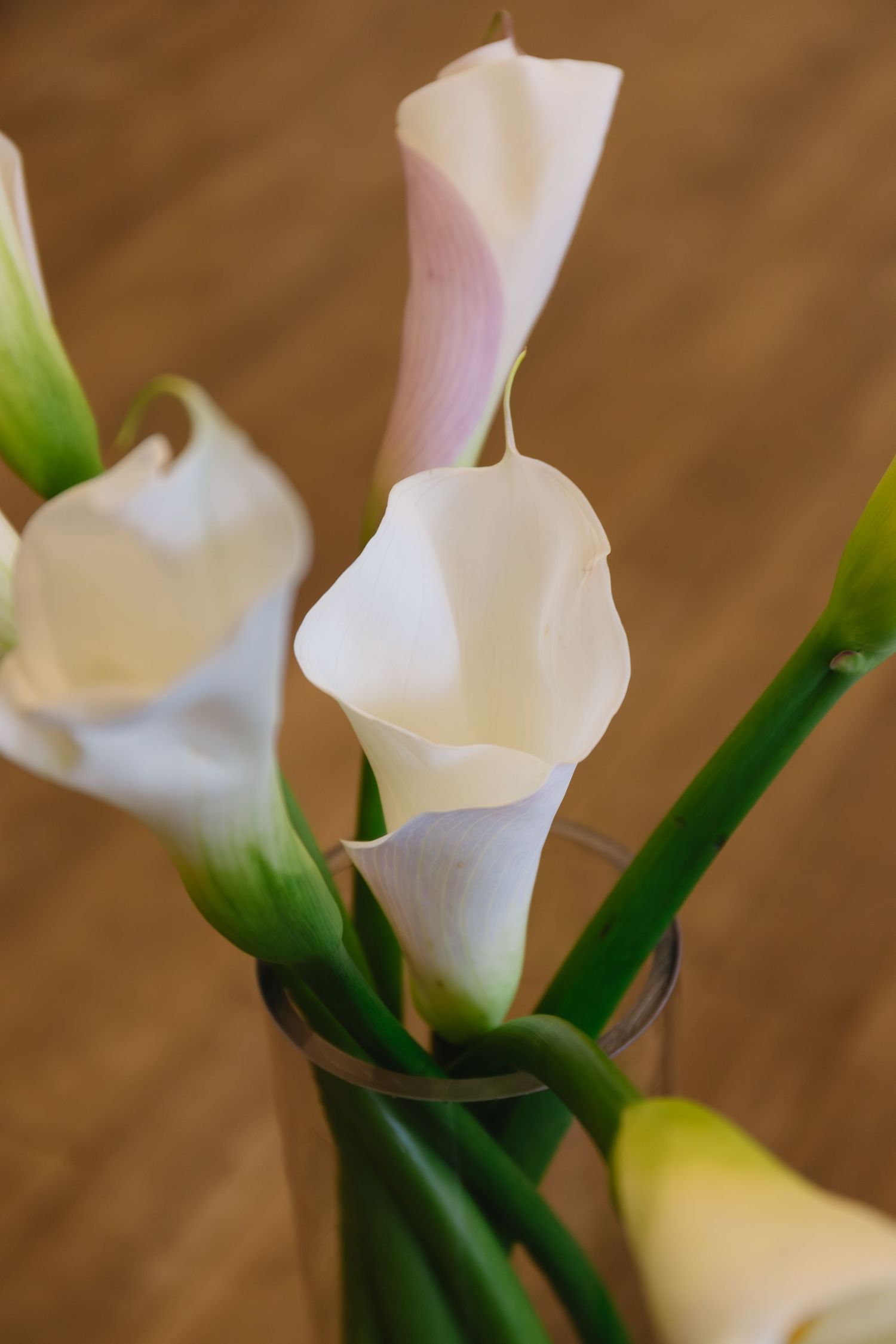 Elegant white calla lilies with long green stems against a warm brown background.