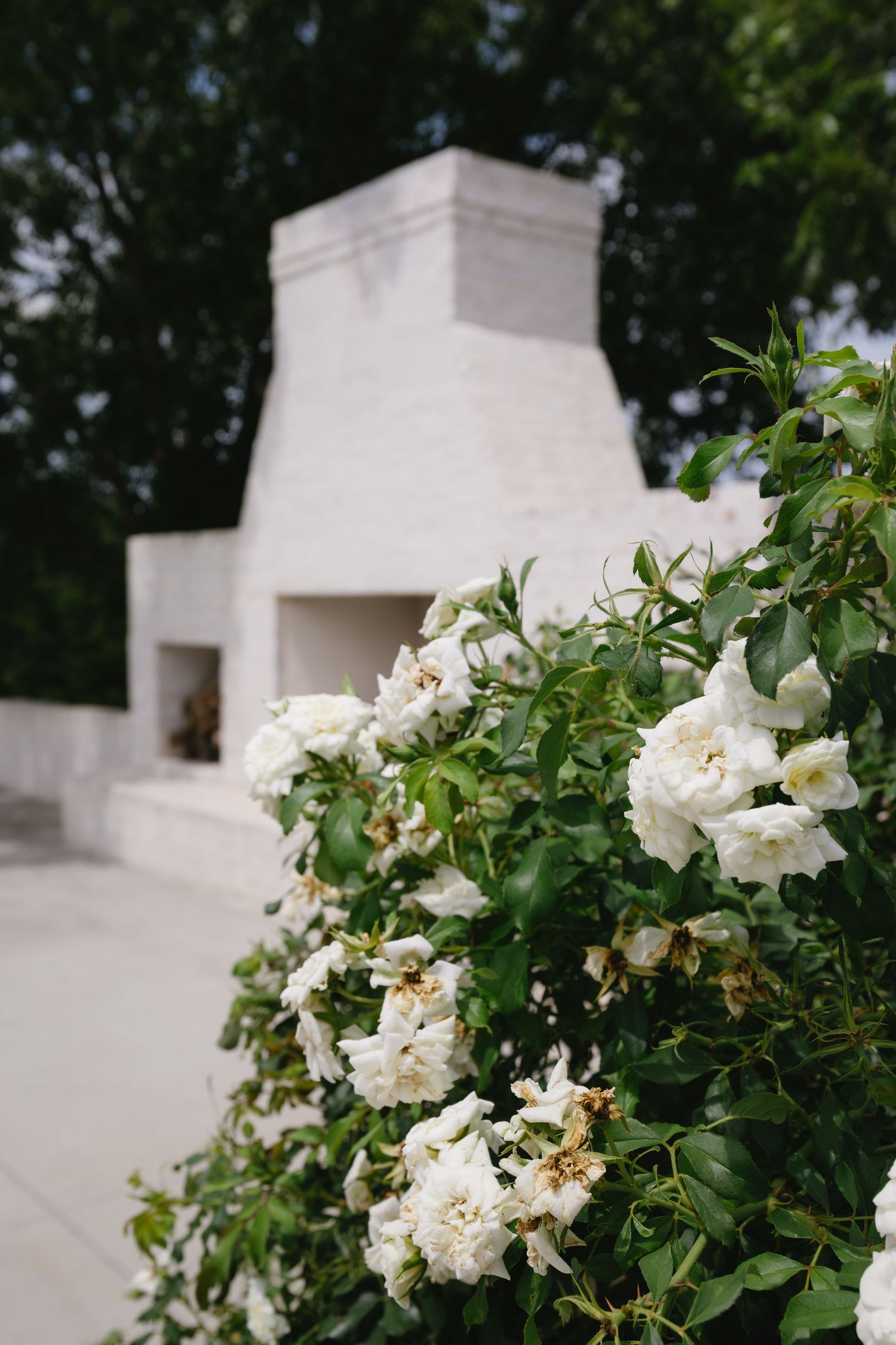 White climbing roses blooming on a white wall architectural feature in an outdoor garden.