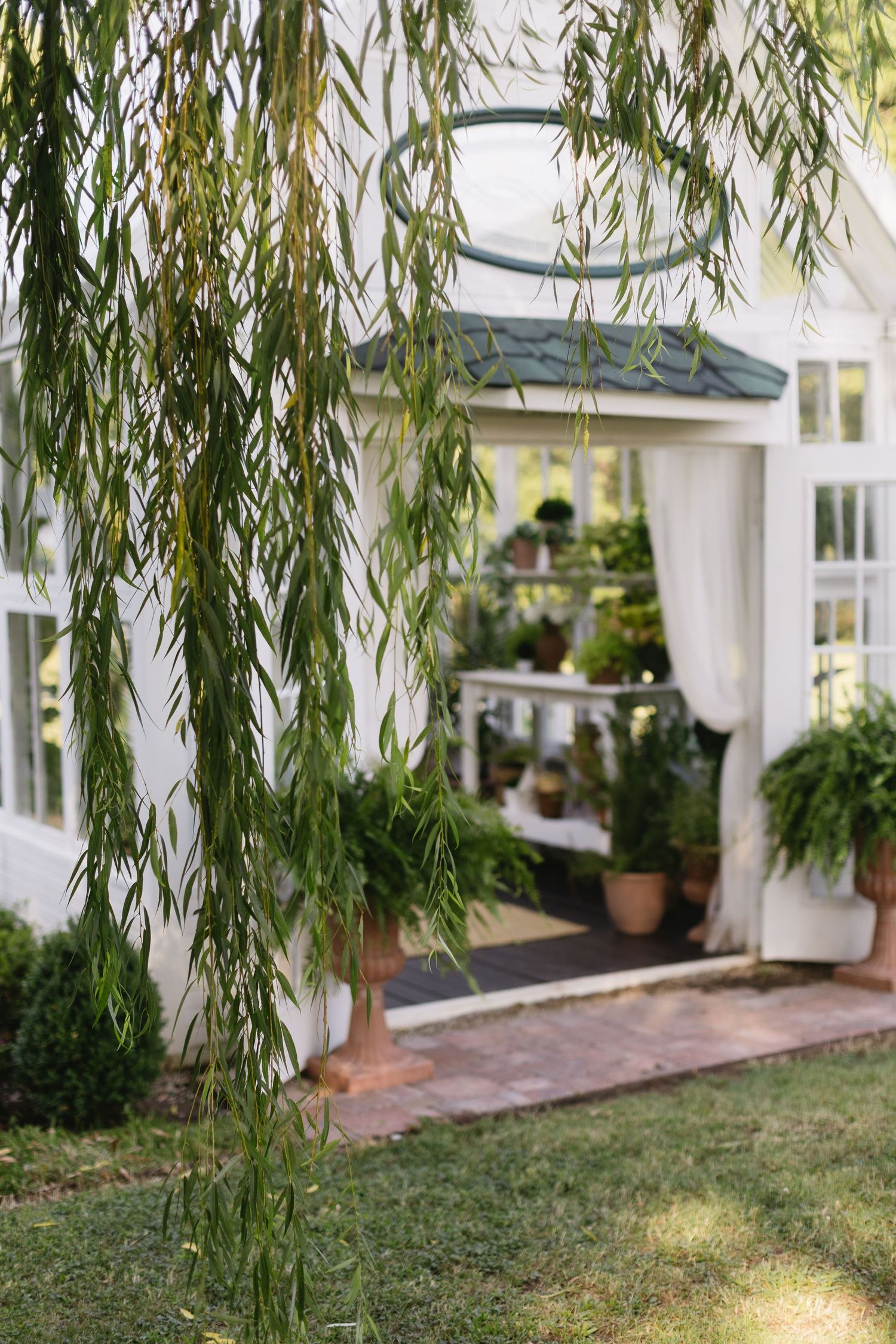Weeping willow branches frame a white greenhouse garden structure with potted plants and curtains.