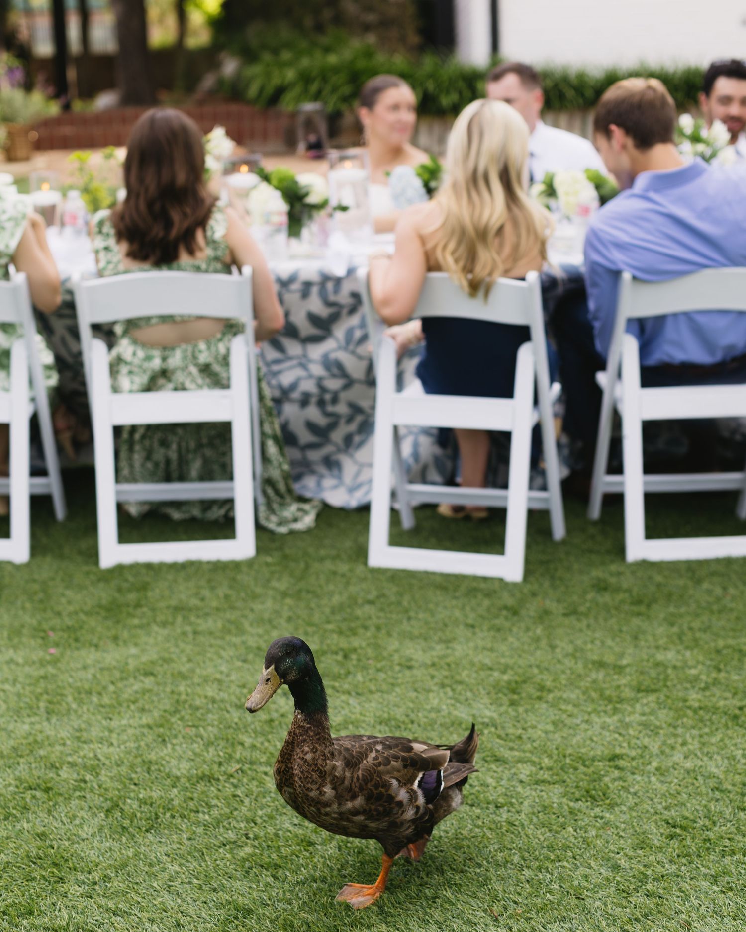 Ducks wander across a lawn near outdoor wedding reception tables with white chairs.