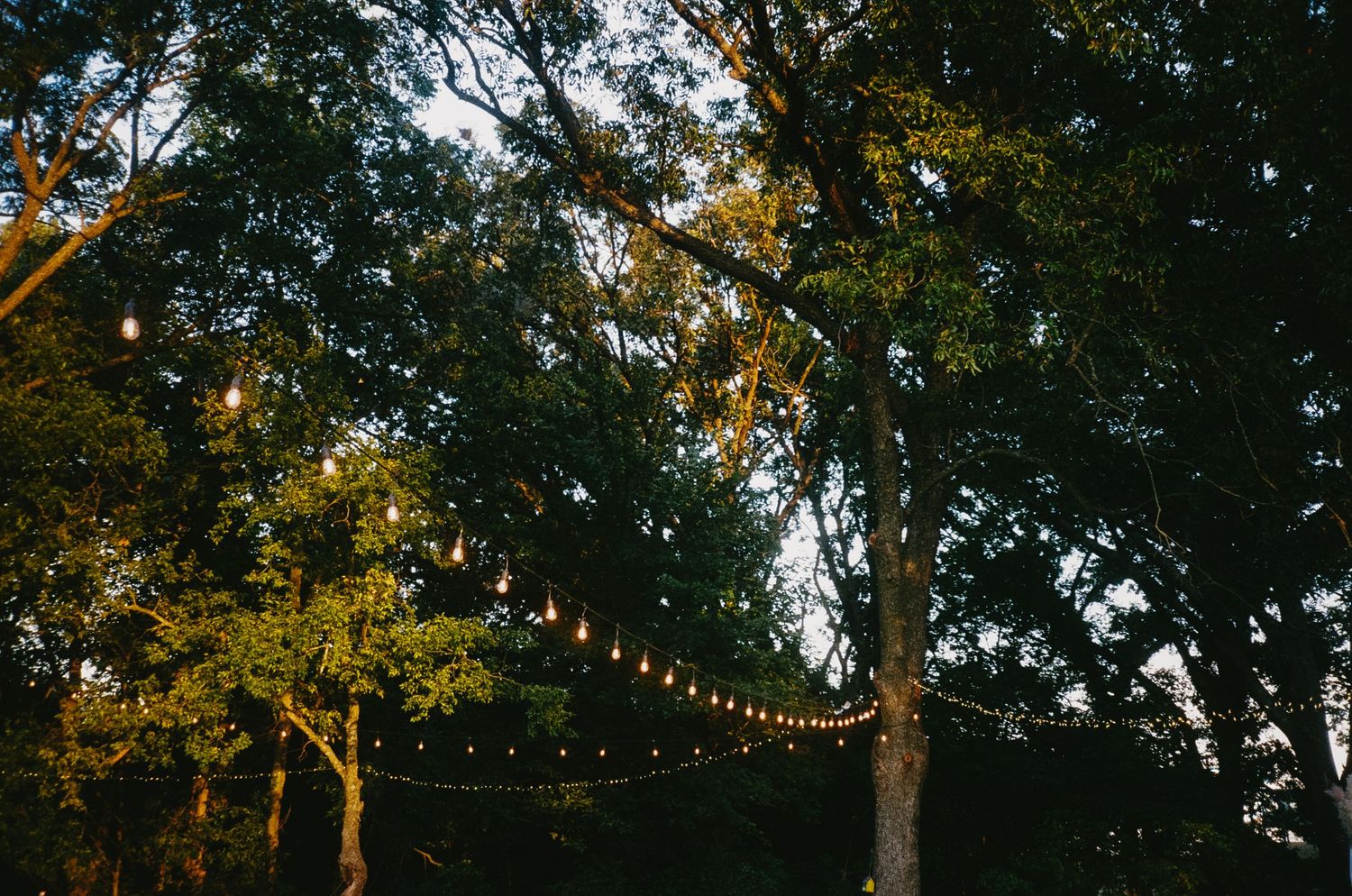 String lights illuminate a rustic outdoor patio area surrounded by tall trees at dusk.