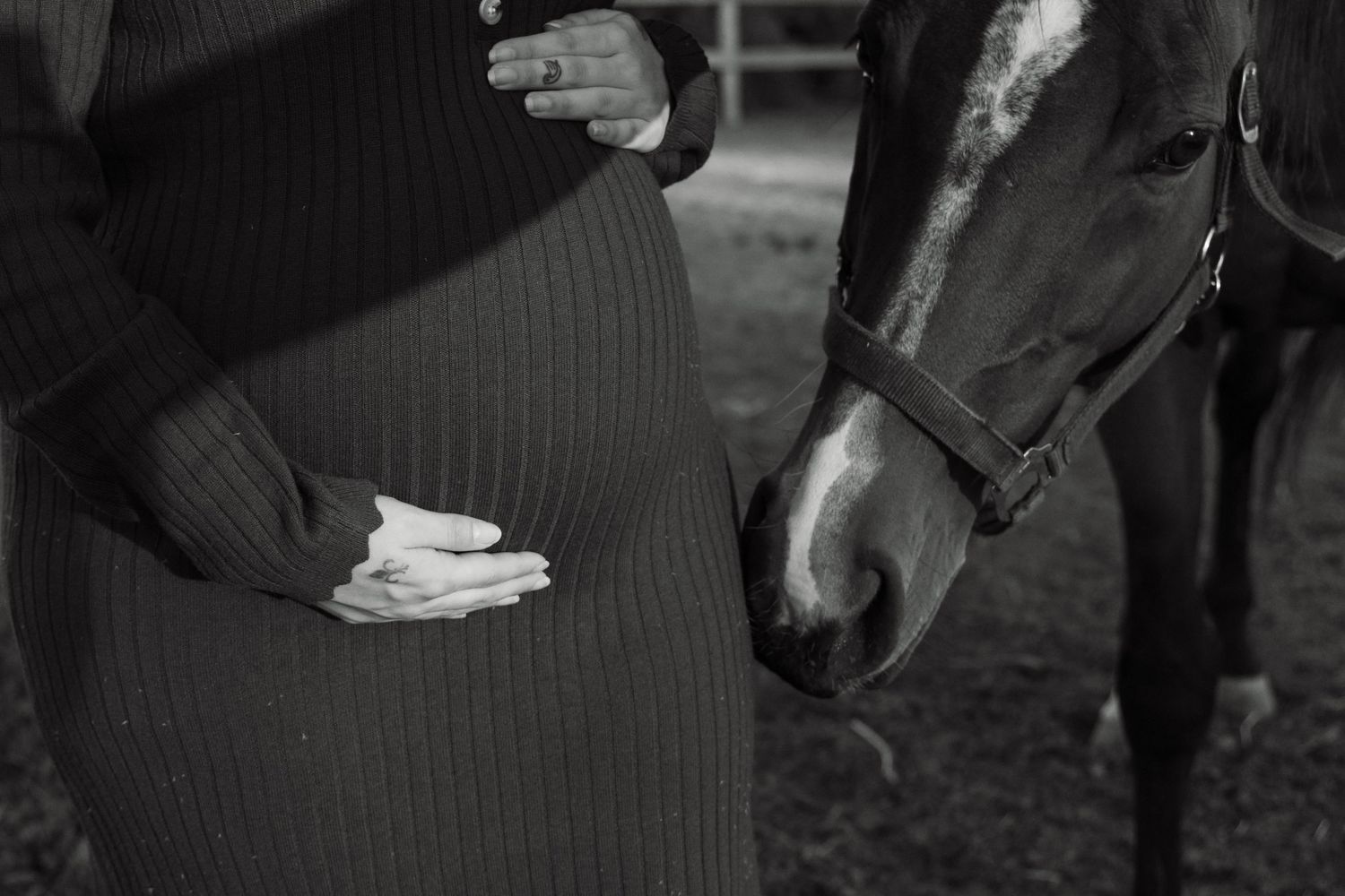 Creative maternity photograph. Close-up of baby bump with horse sniffing belly.