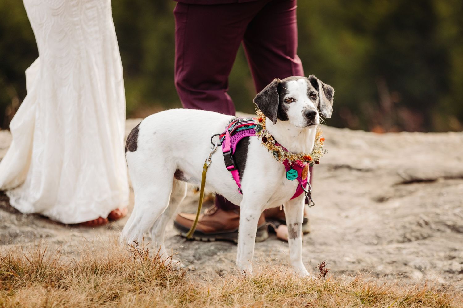 A small white and black dog wearing a pink harness stands near the hem of a wedding dress.