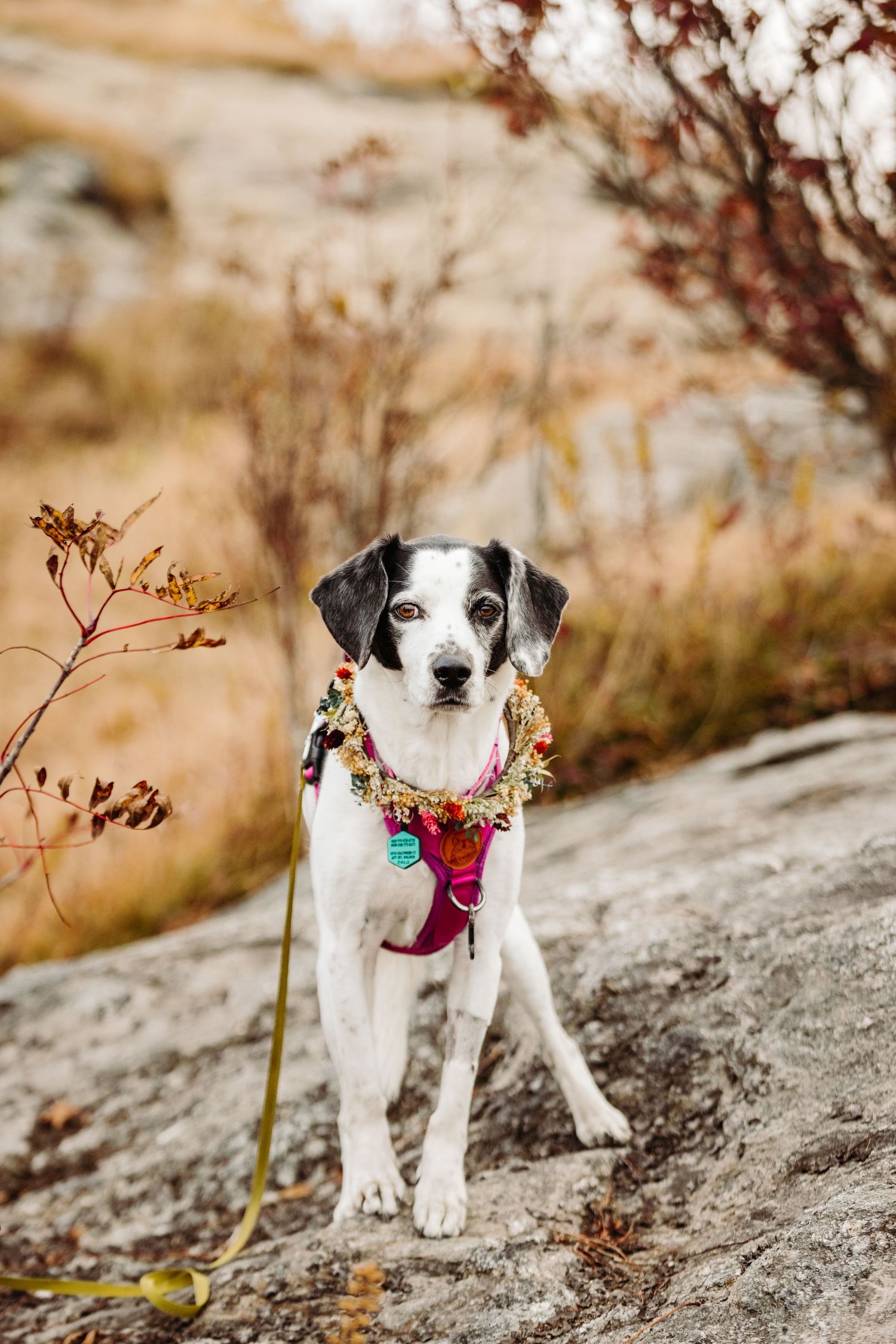 Black and white dog wearing colorful flower collar poses on rocky mountain terrain.