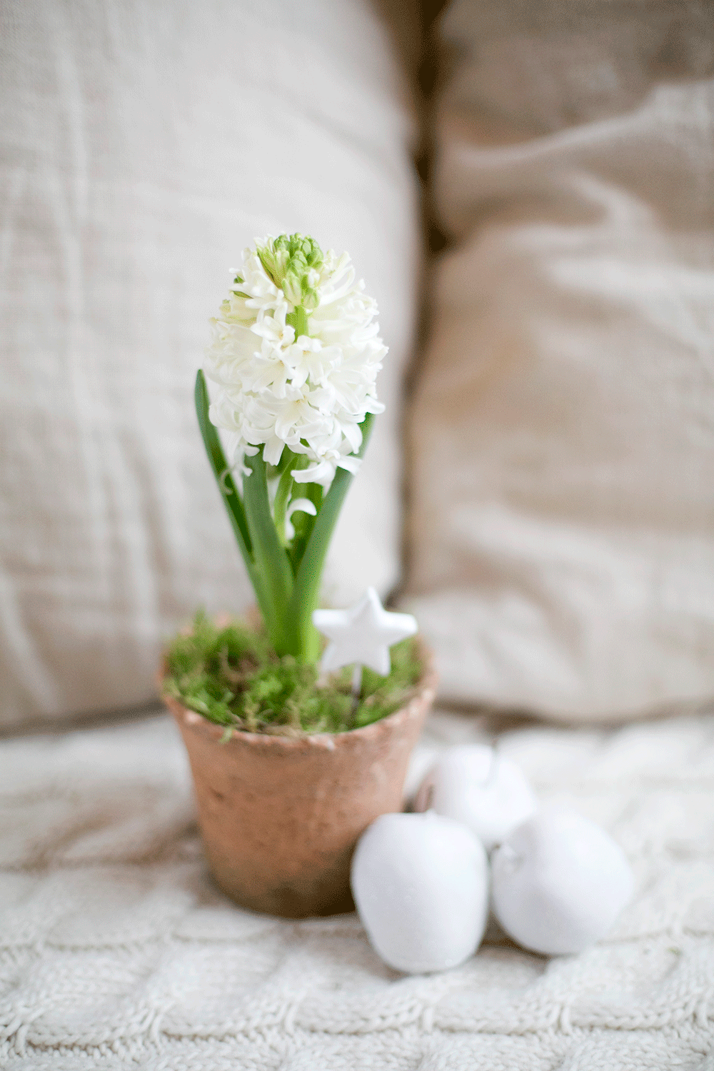 Detaljbild på blomma. En blomma i kruka med filt och kuddar som bakgrund.
