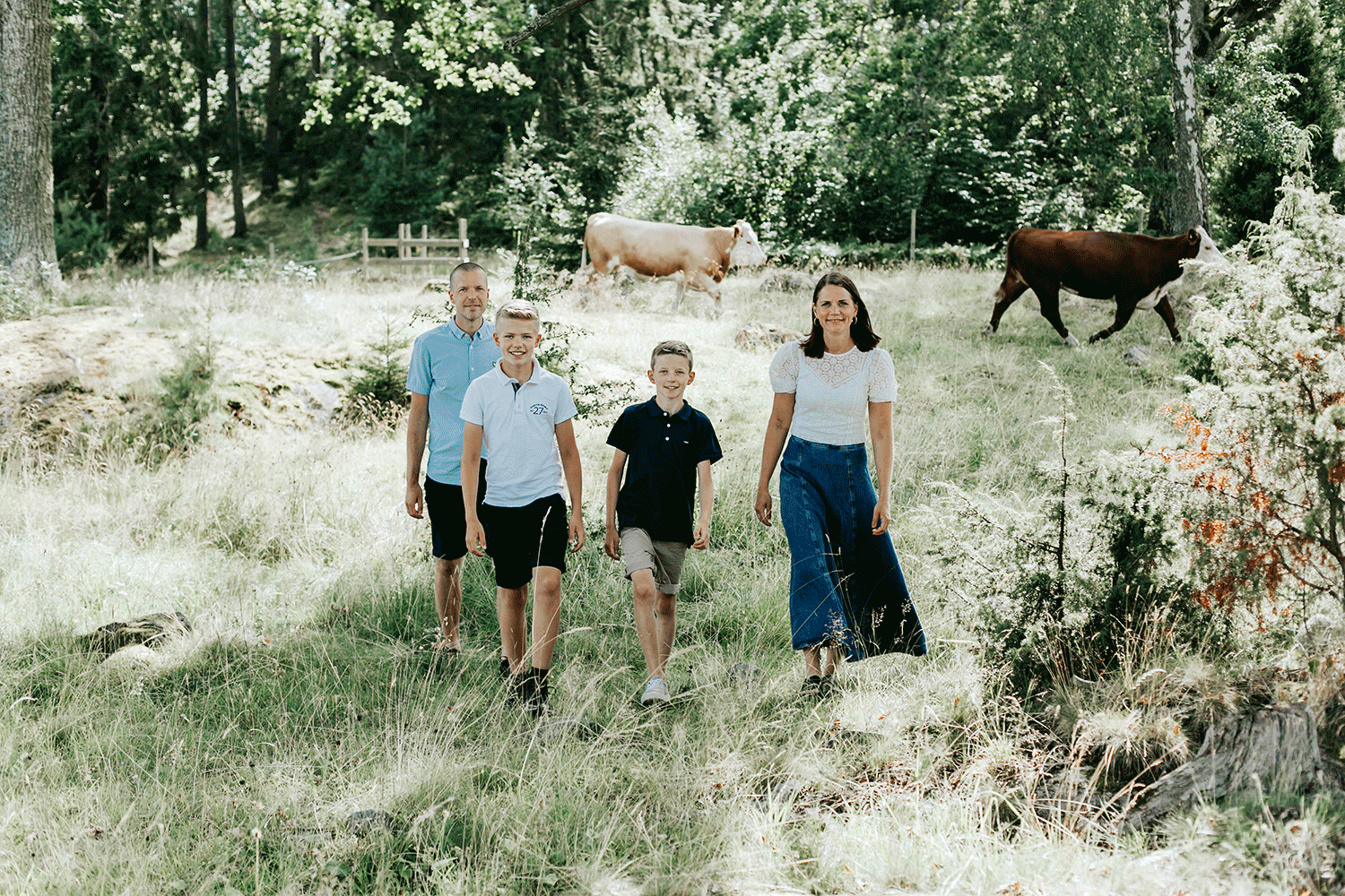 Familjefotografering i kohage så går kor bakom familjen. Två föräldrar och två tonåringar.