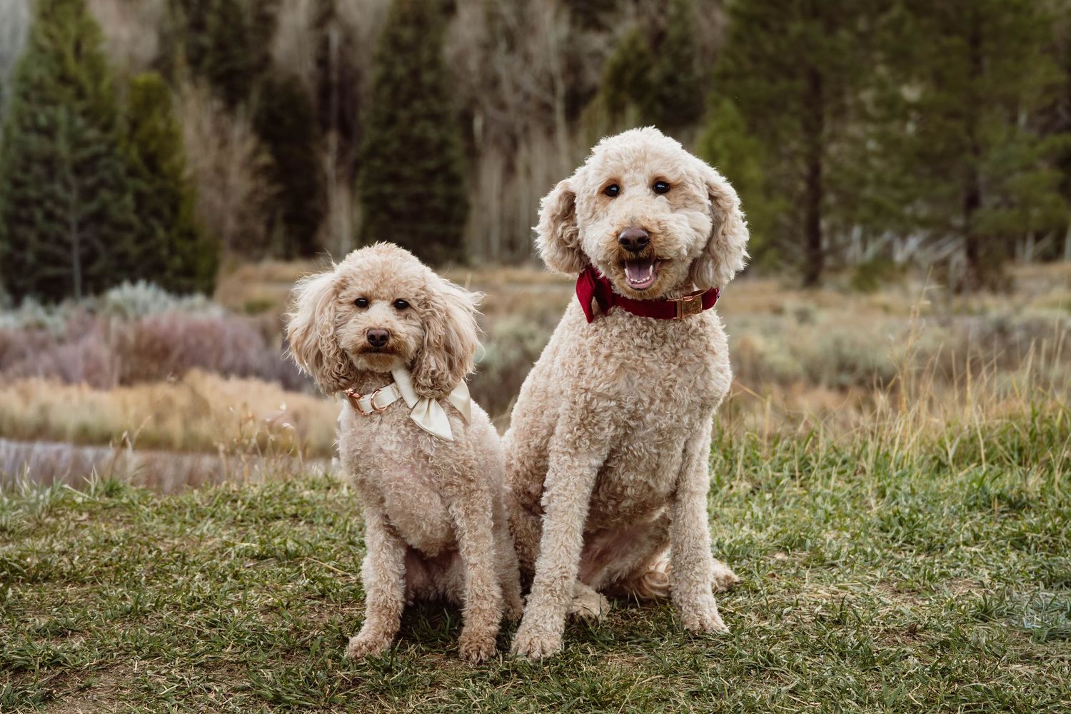 Two Goldendoodle dogs posing together in a grassy outdoor setting in Utah County.